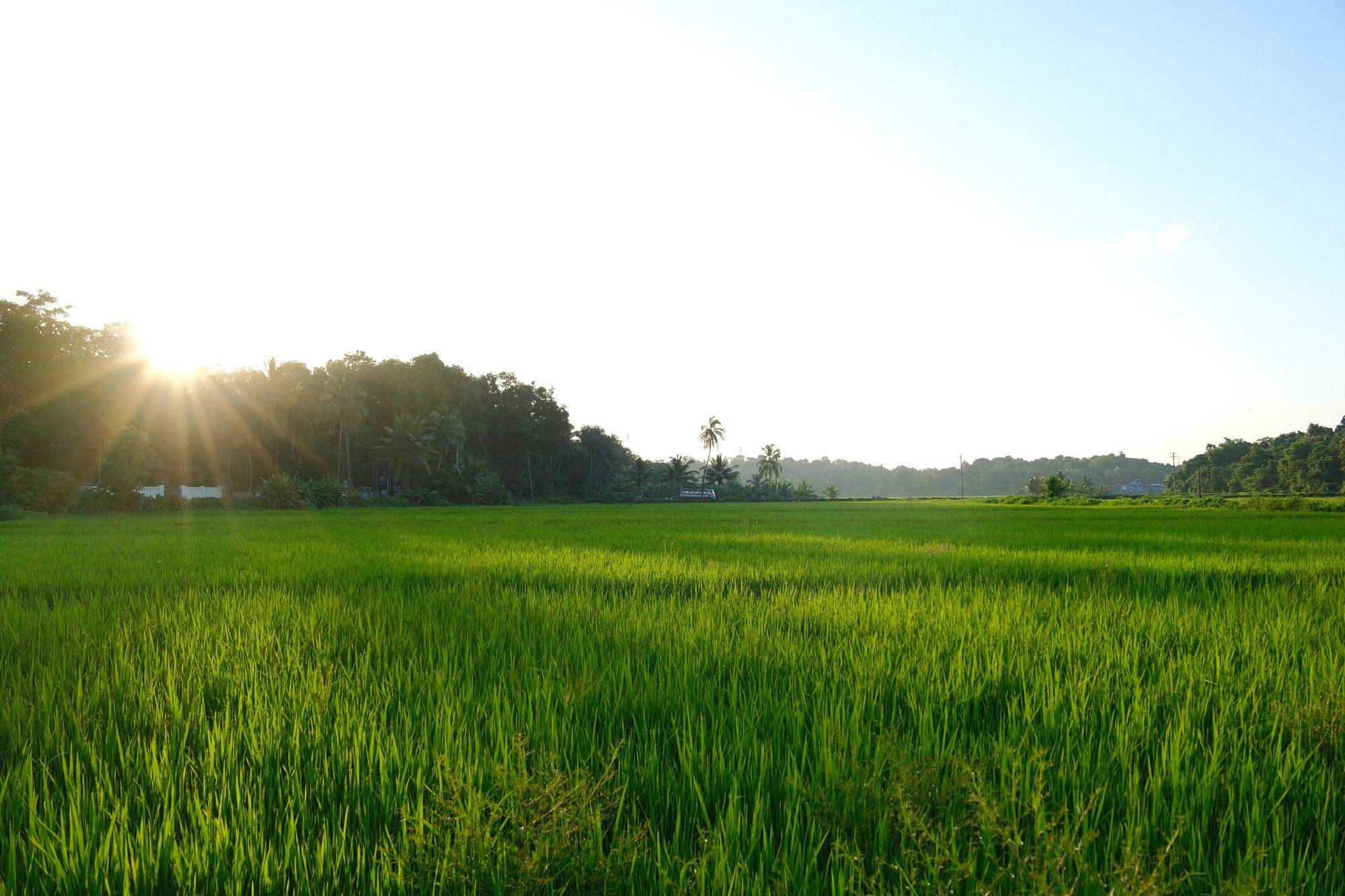 Sunrise over the flooded paddy, the green blades catching the light
