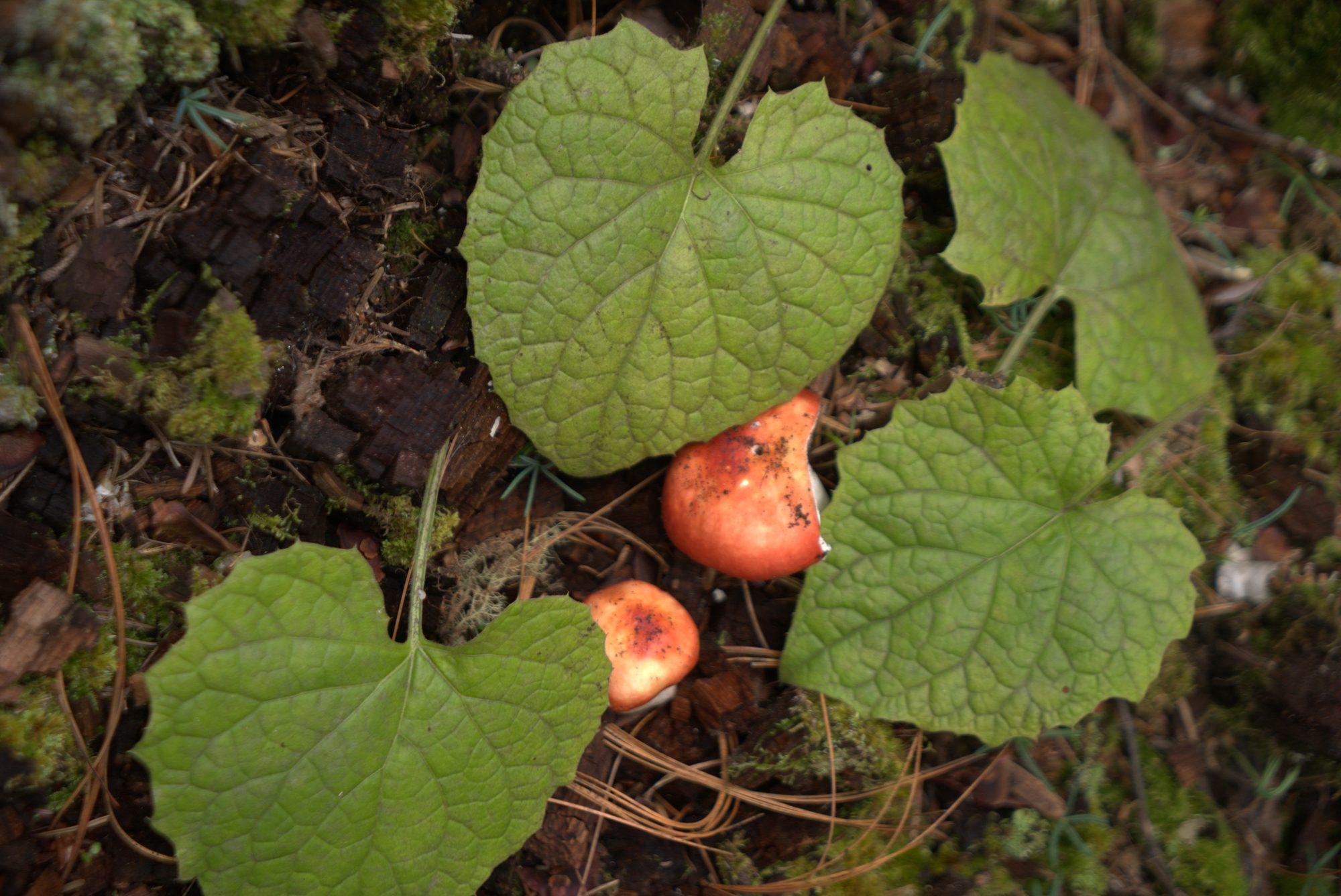 Wild mushrooms sheltering under broad green leaves on the forest floor