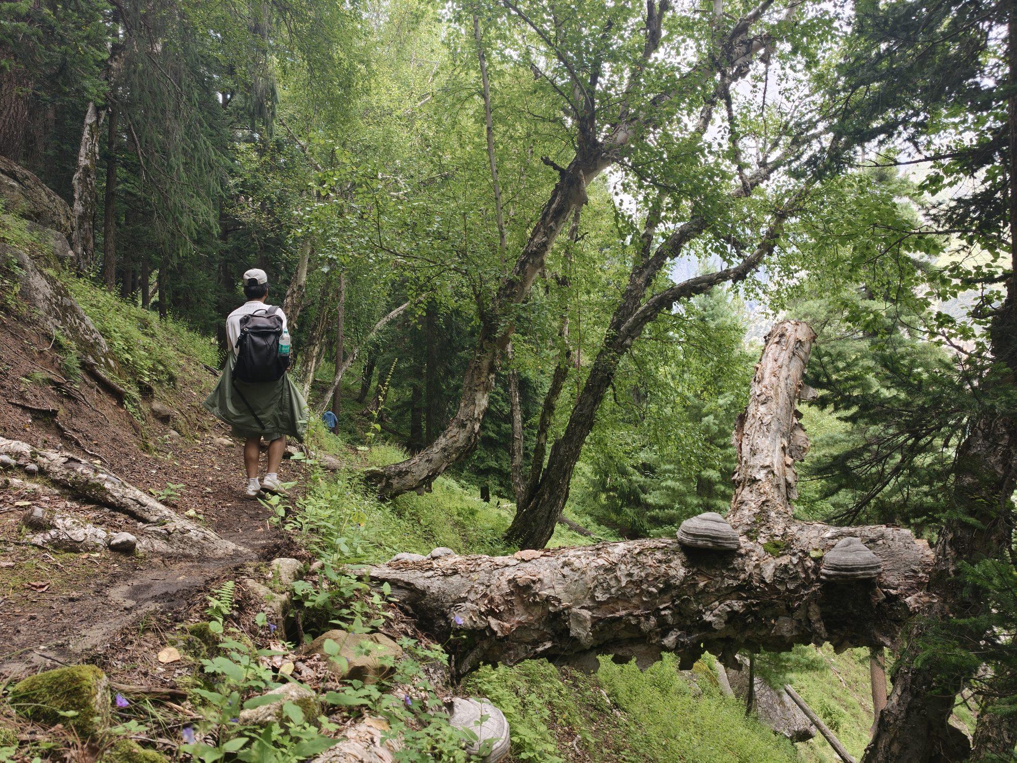 A walker climbing the forest path past a fallen trunk lined with bracket fungi