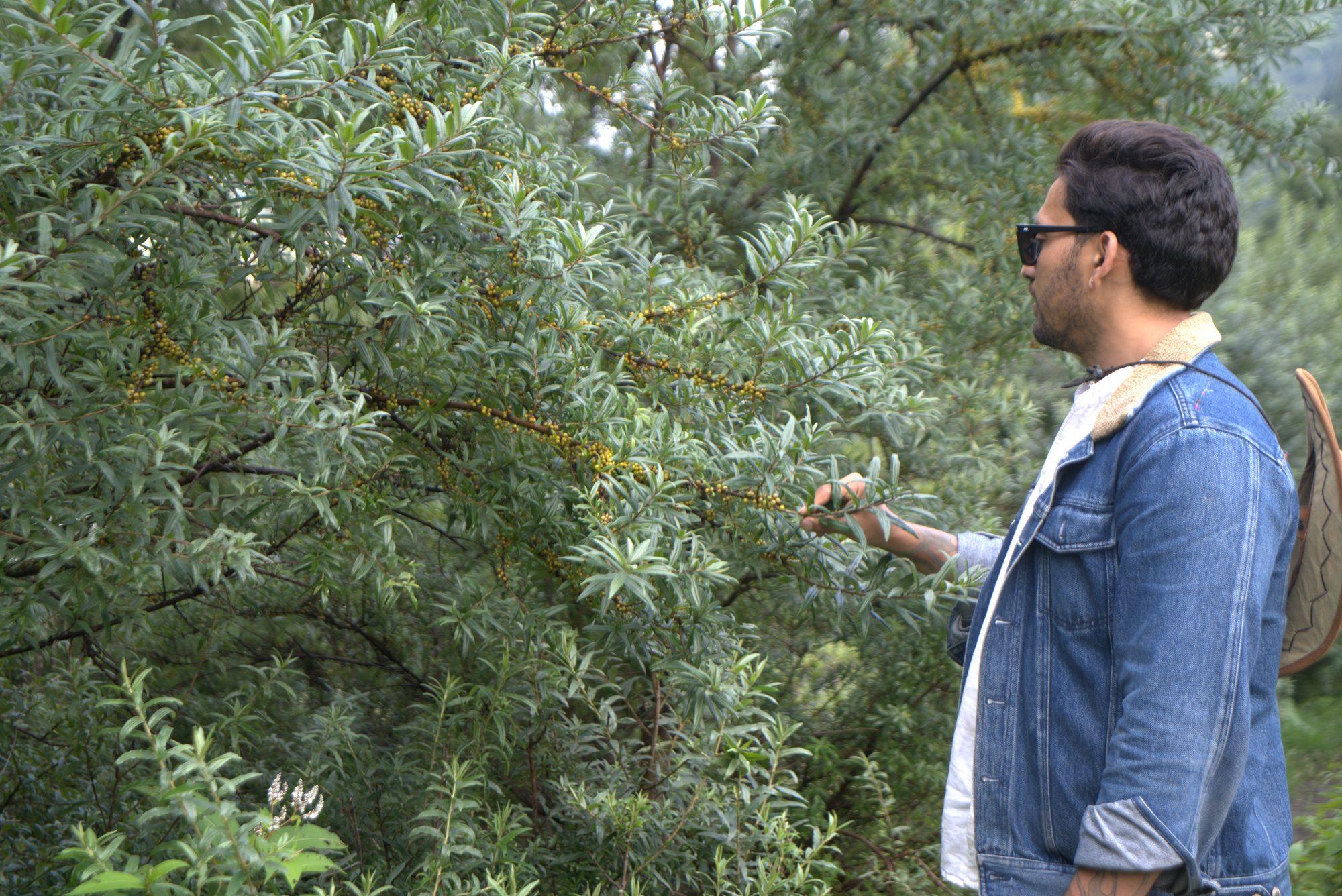 Picking seabuckthorn berries from the thorny branch