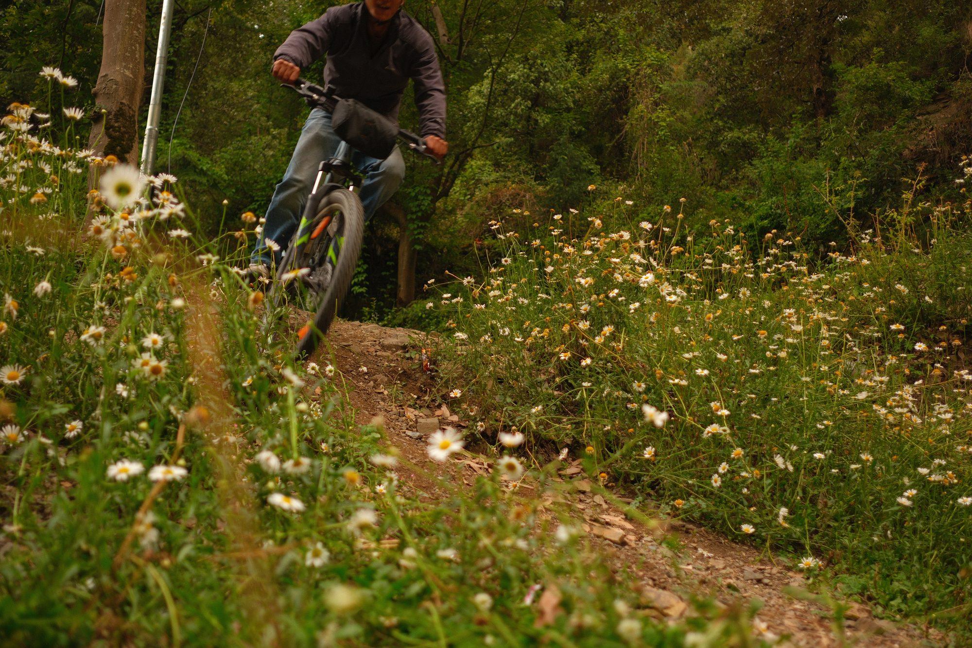 A rider crossing a meadow of daisies on the forest track