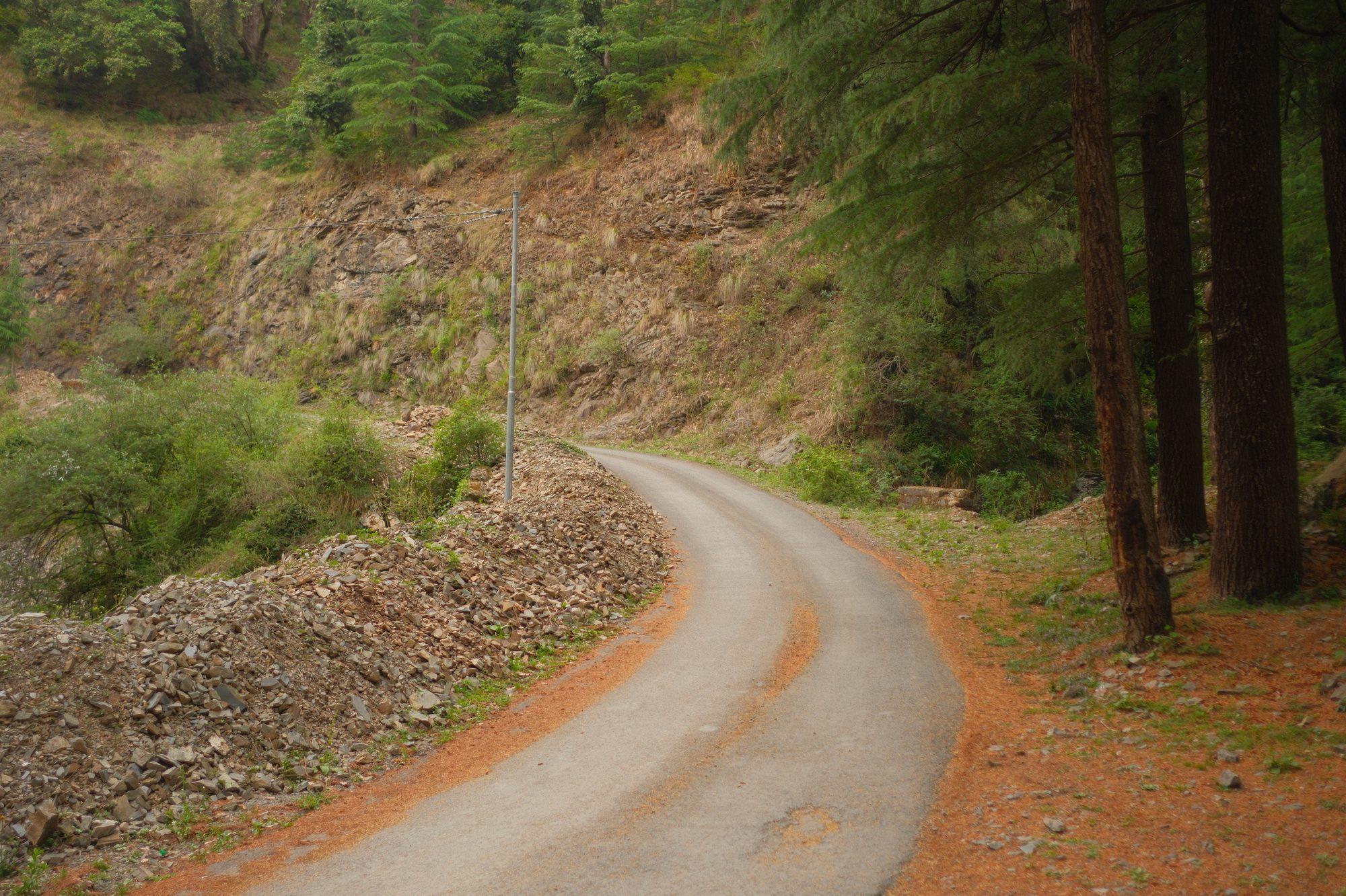The empty country road curving away under the deodars