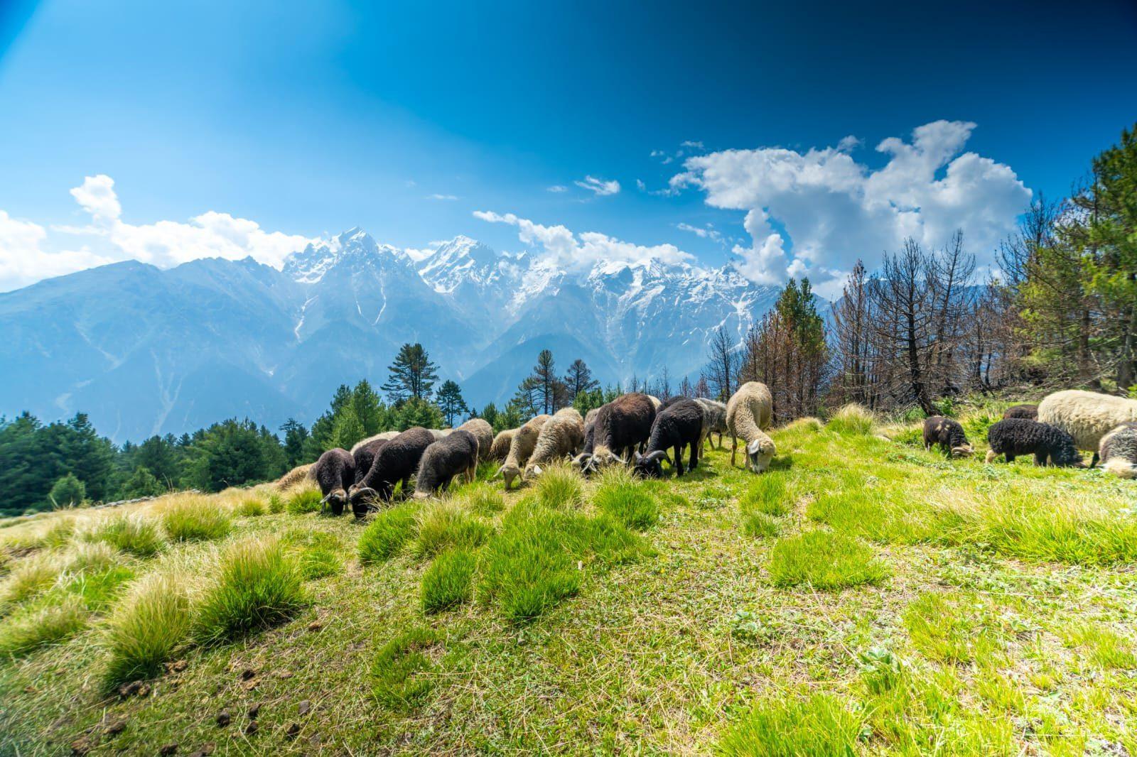 Day hike to Chakha Meadow