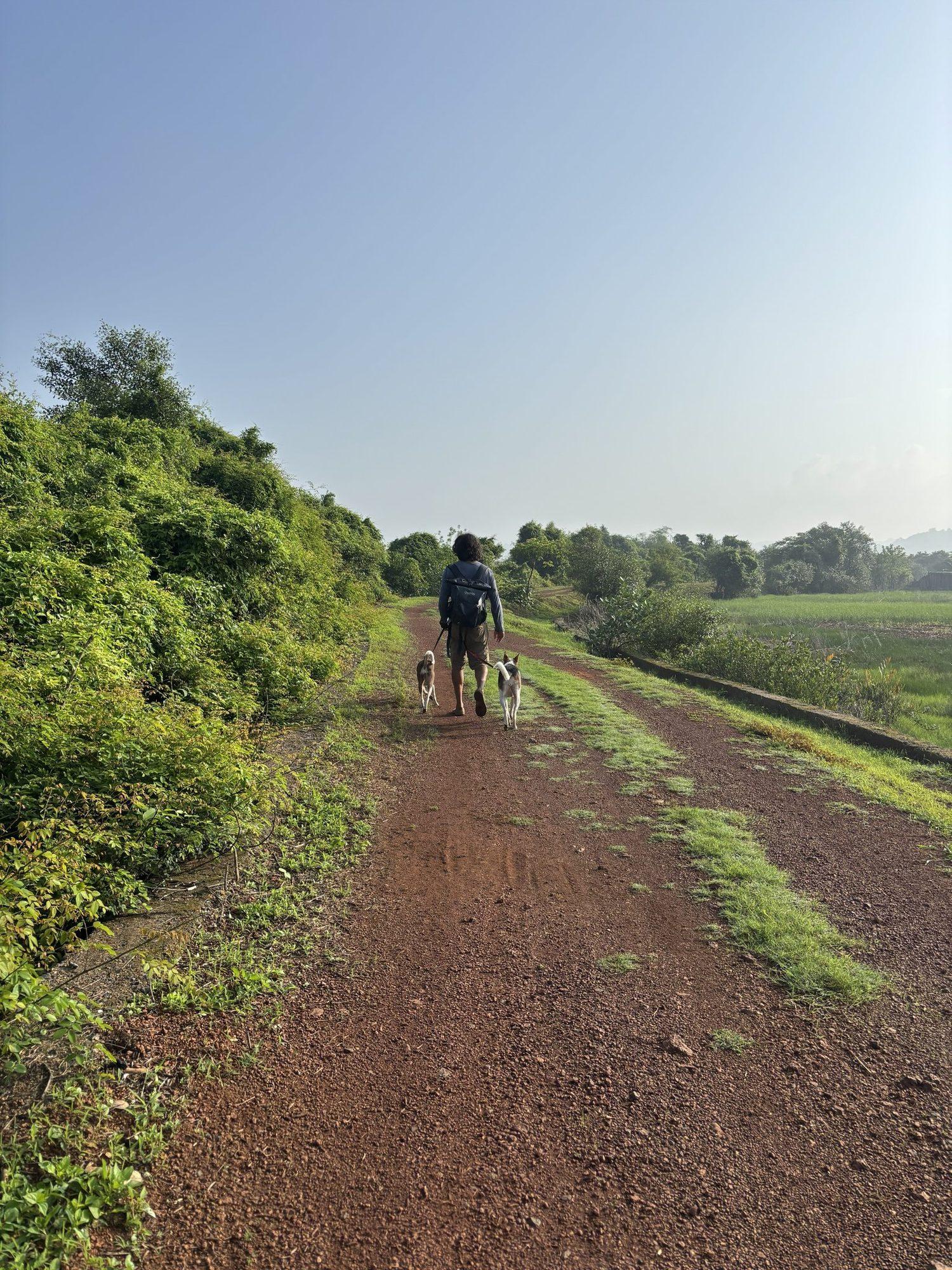 A walker and dogs on the bund path between the fields