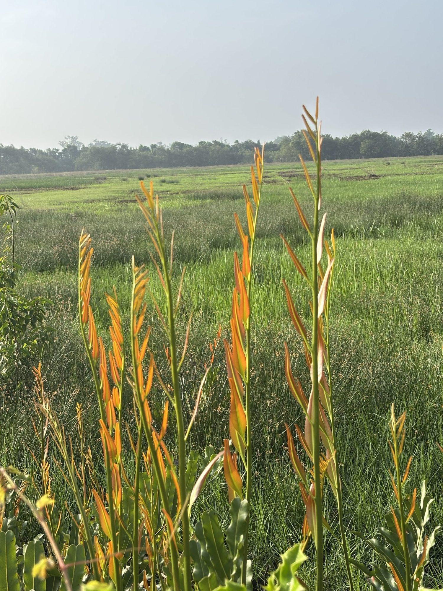Reeds catching the light over the green khazan fields