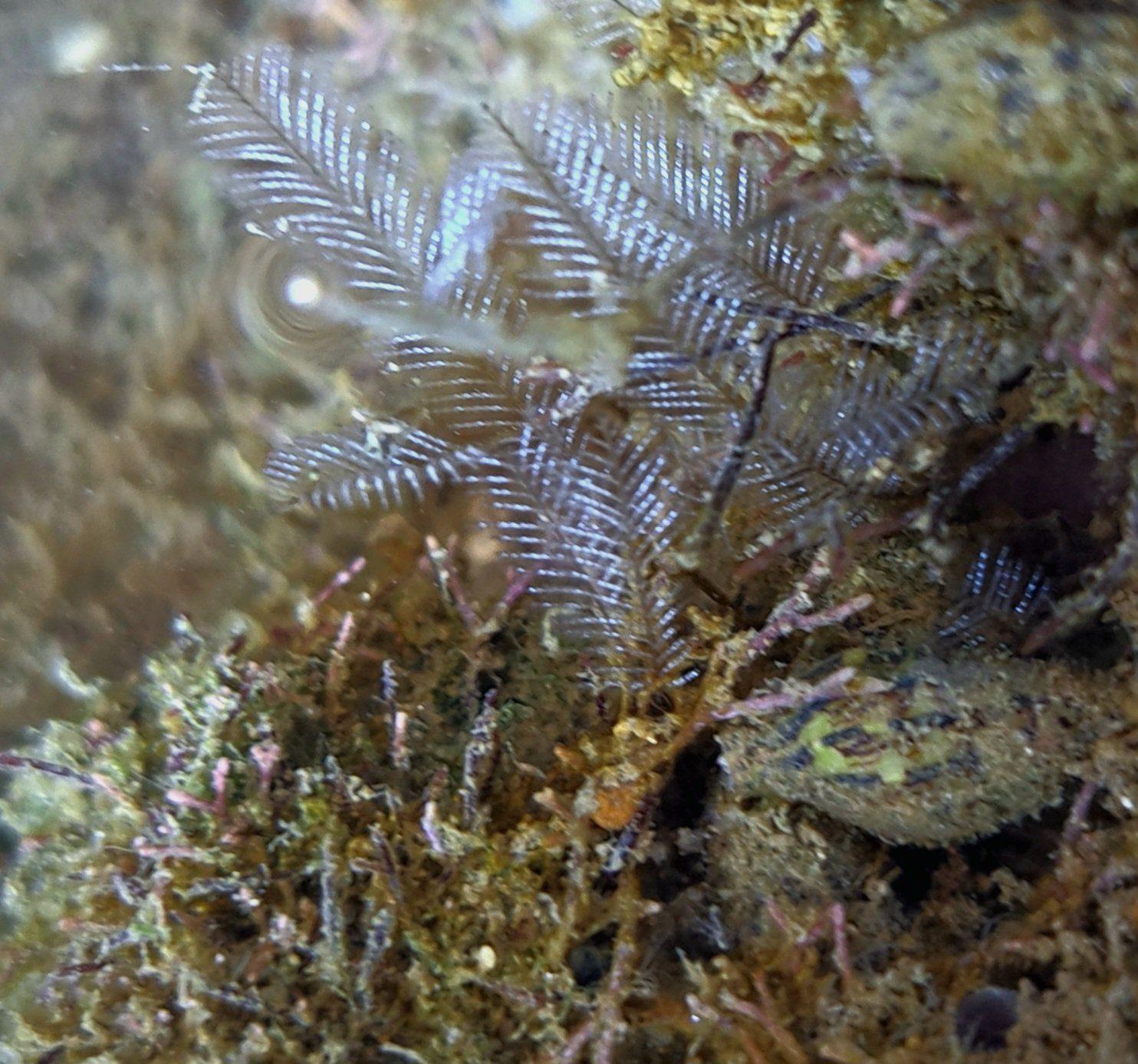 Feathery hydroids growing in the tide pool