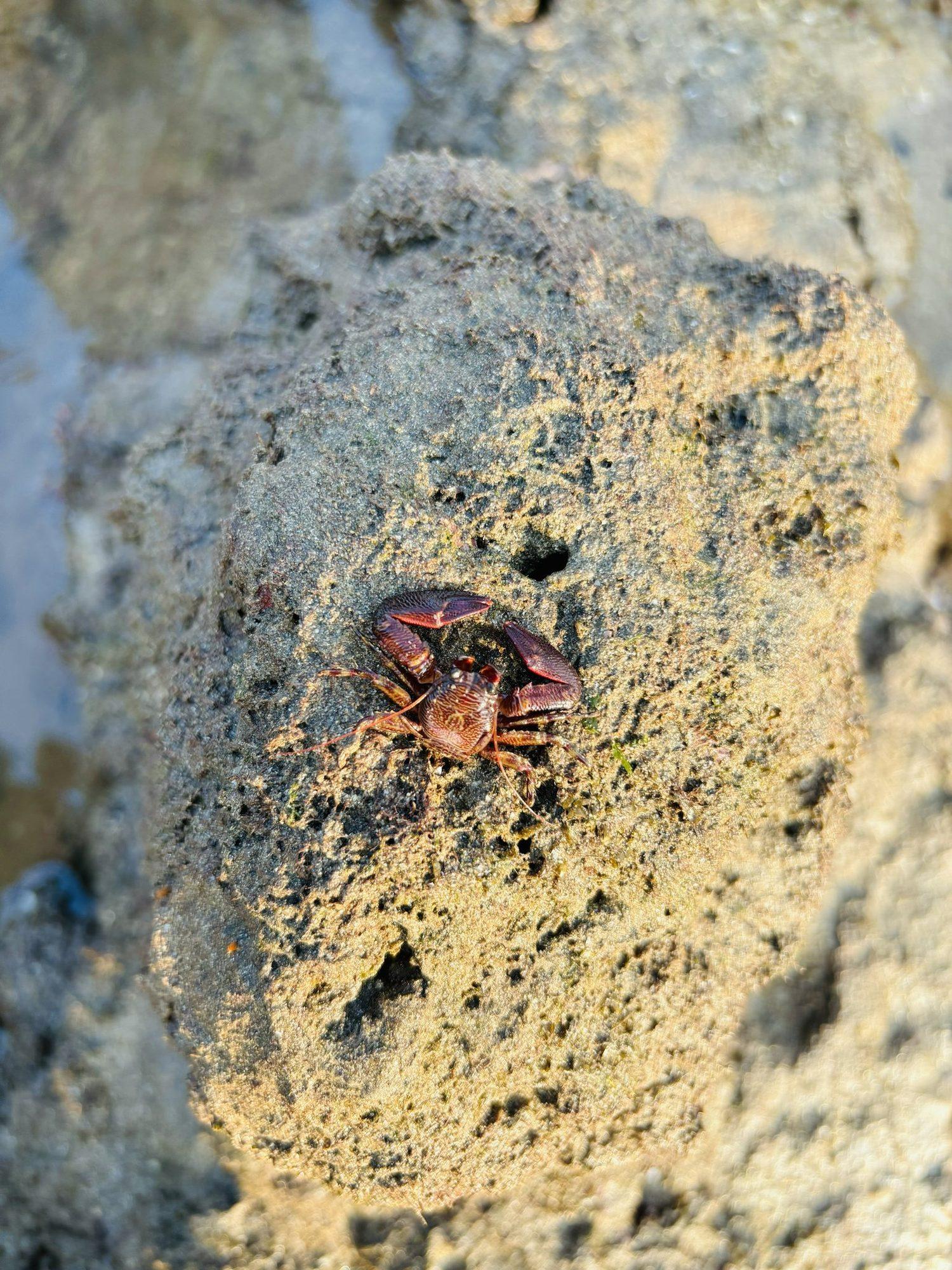 A small red rock crab on the shelf
