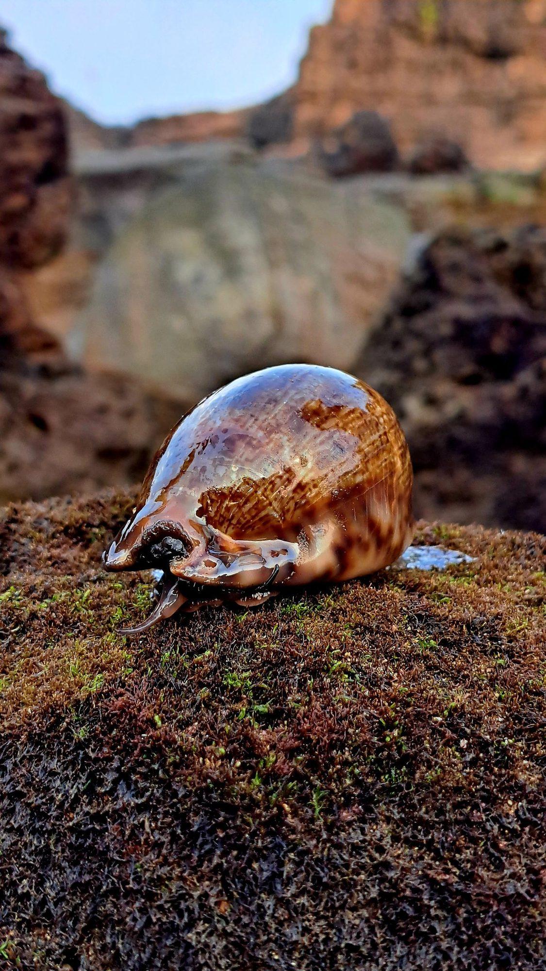 Tide Pooling with Marine Biologist