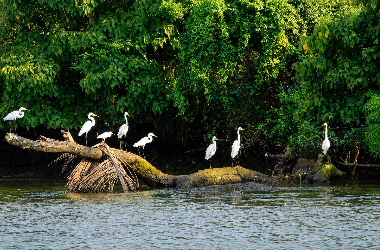 Speedboat Safari: Crocs, Otters & Mangroves