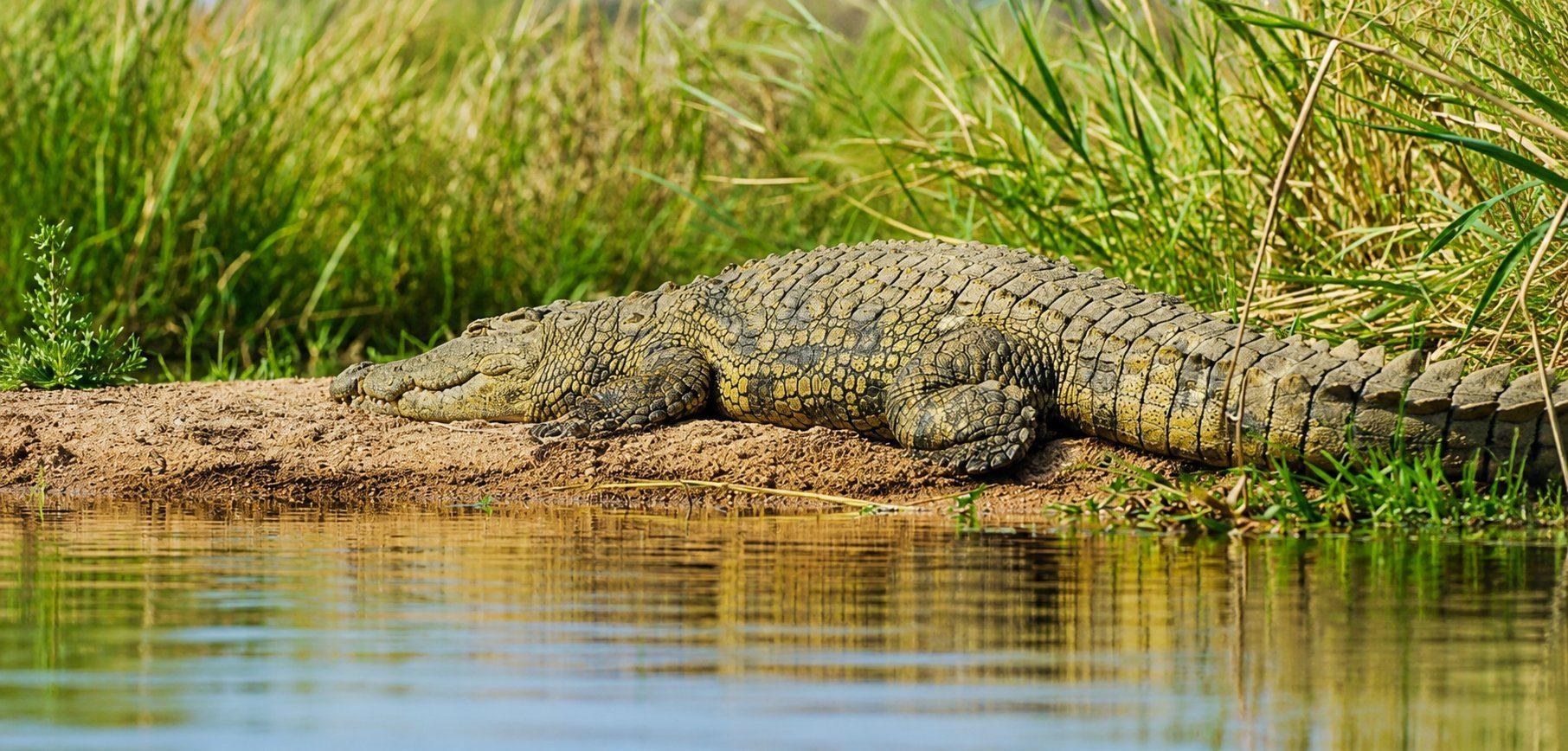 Speedboat Safari: Crocs, Otters & Mangroves