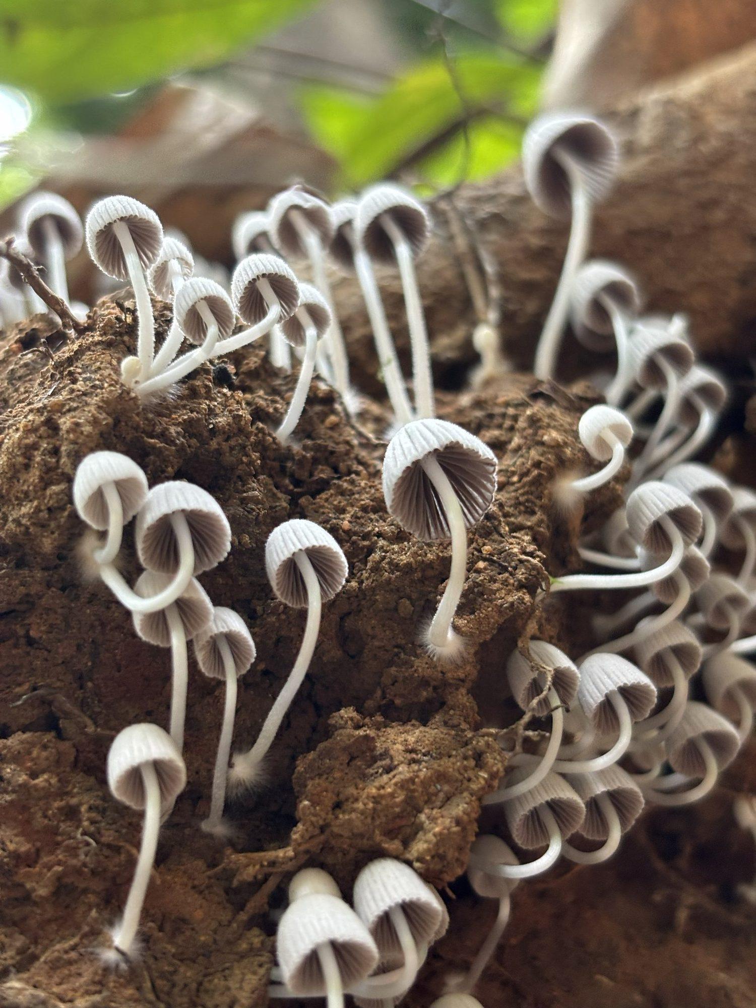 A cluster of tiny white mushrooms on the forest floor