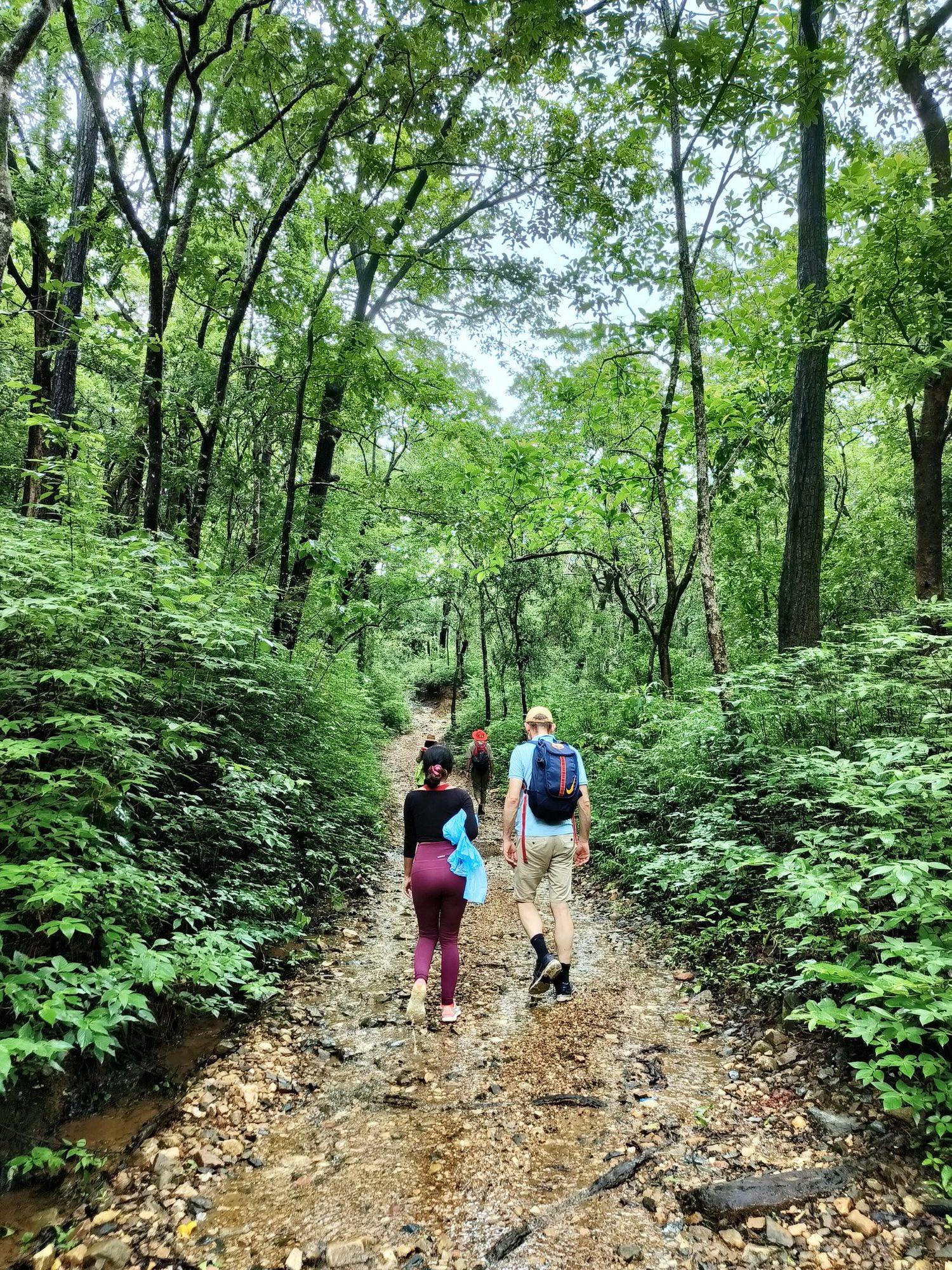 Hike to Plunge Pool in Dense Forest