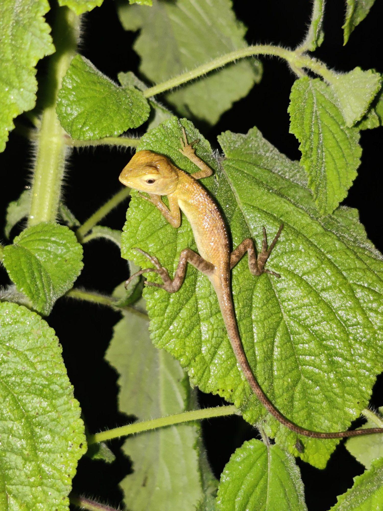 The Luminous Night Walk & Herping