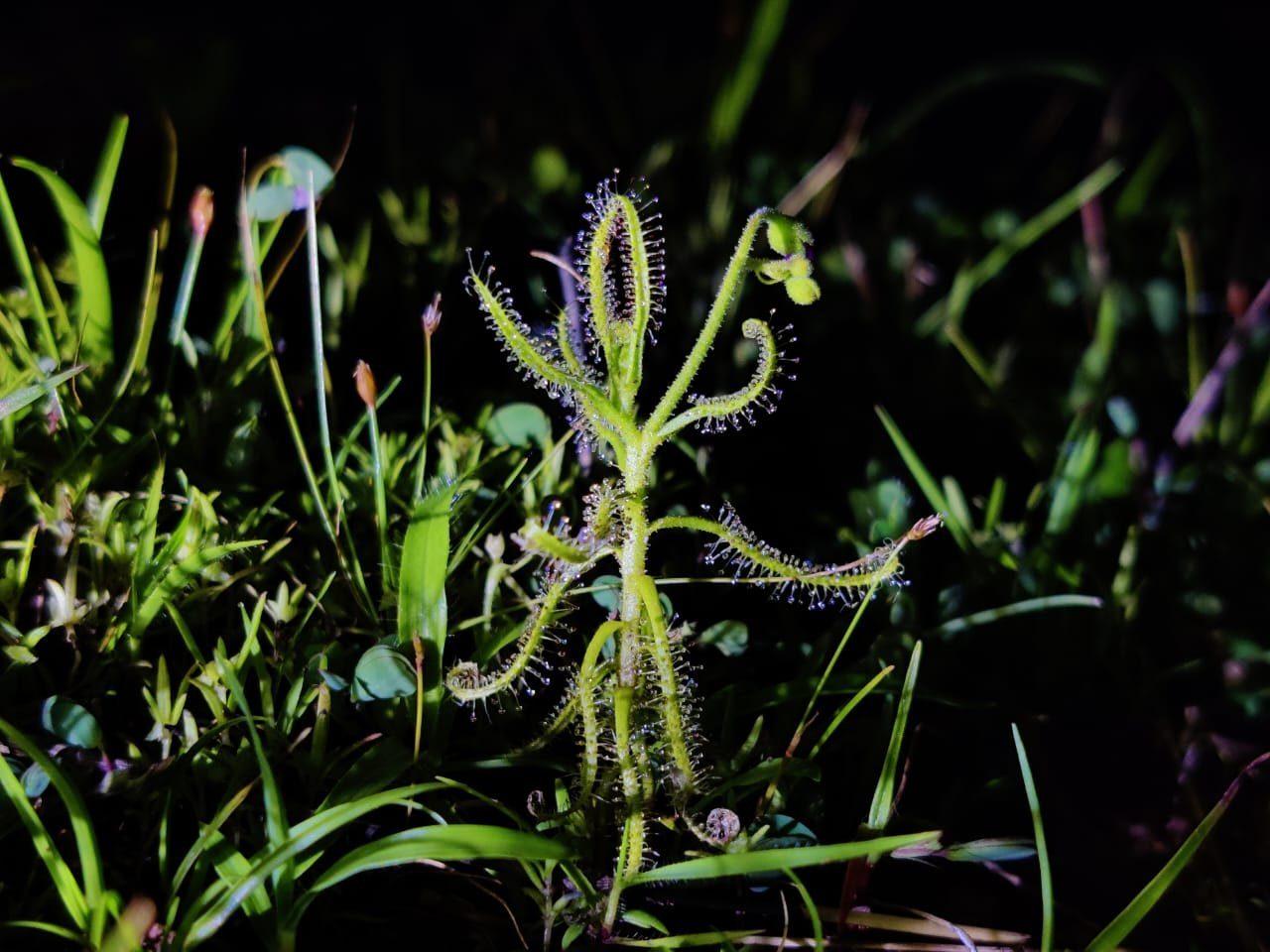 A sundew caught in the torch beam