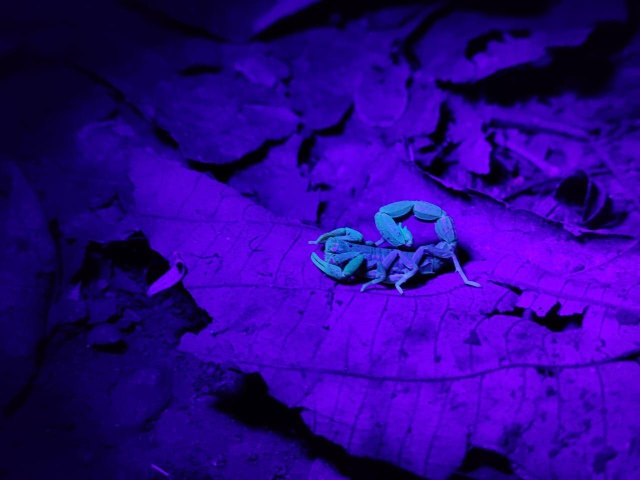 The Luminous Night Walk & Herping