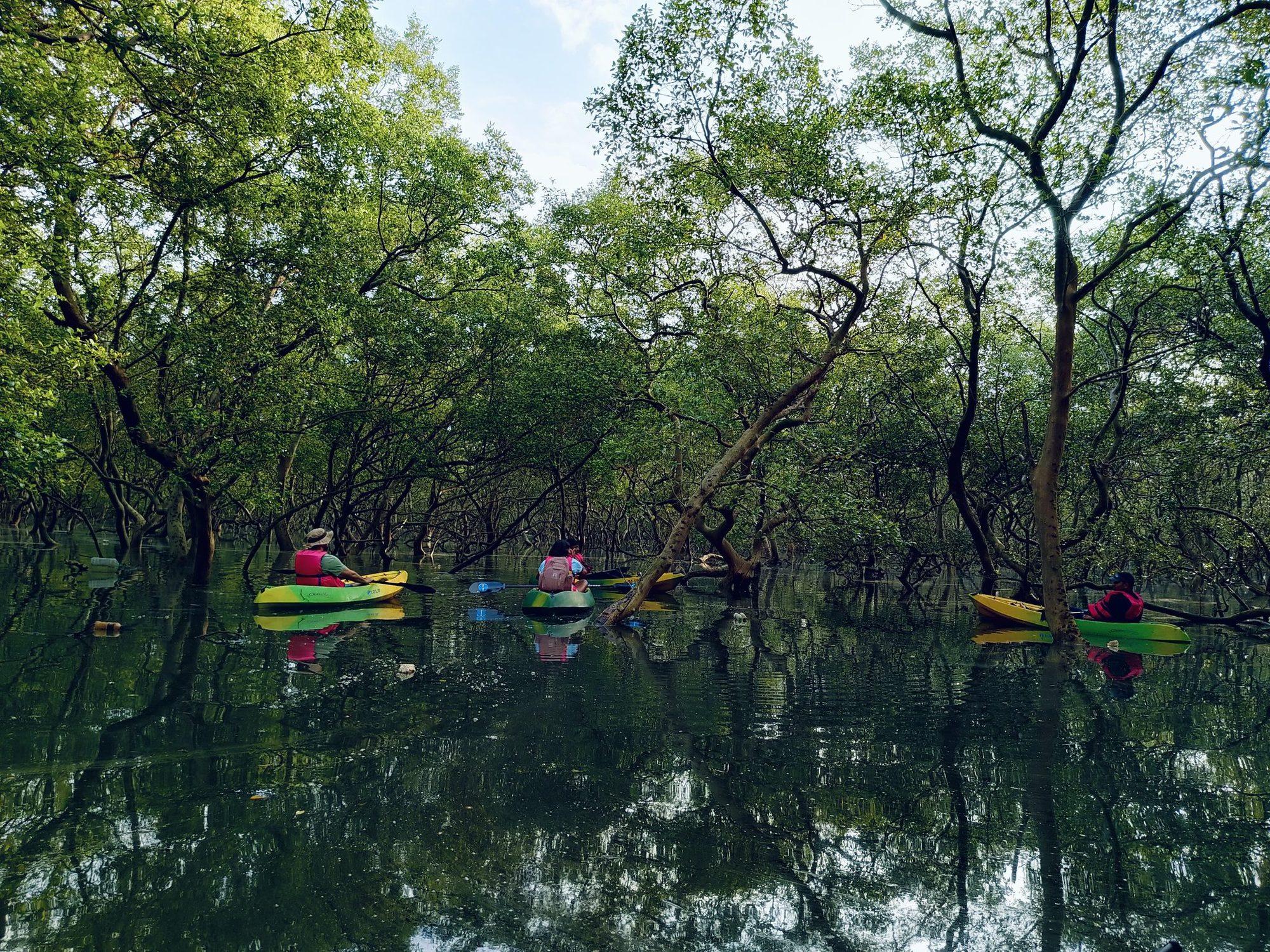 A line of kayaks under the mangrove canopy, reflected in still water