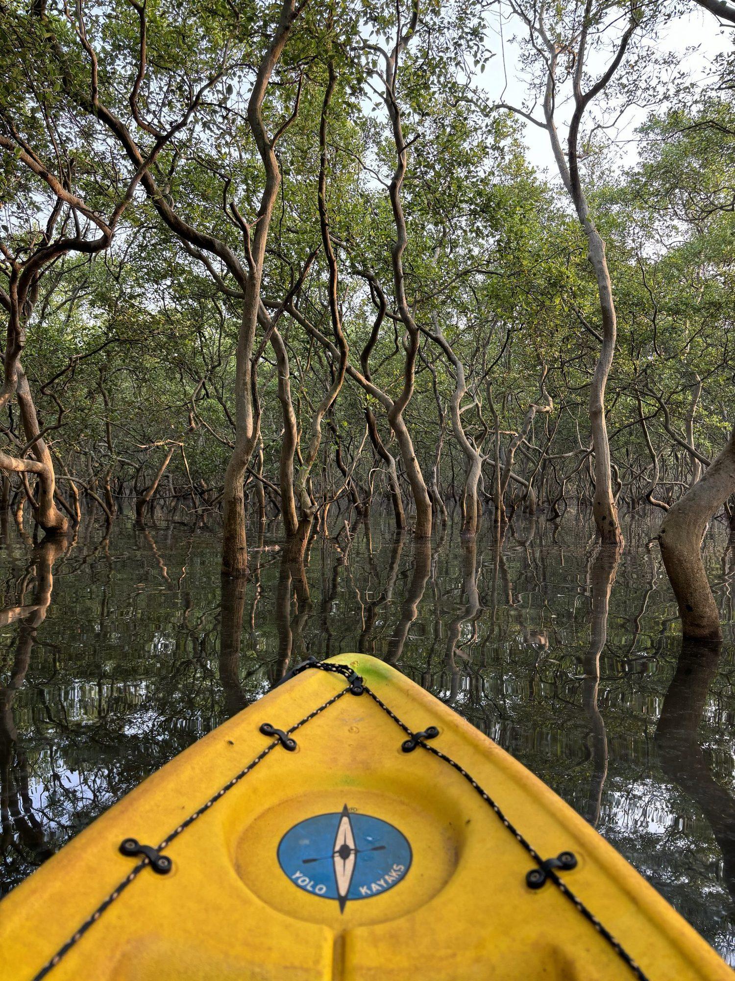 Kayaking in the Goa Mangroves