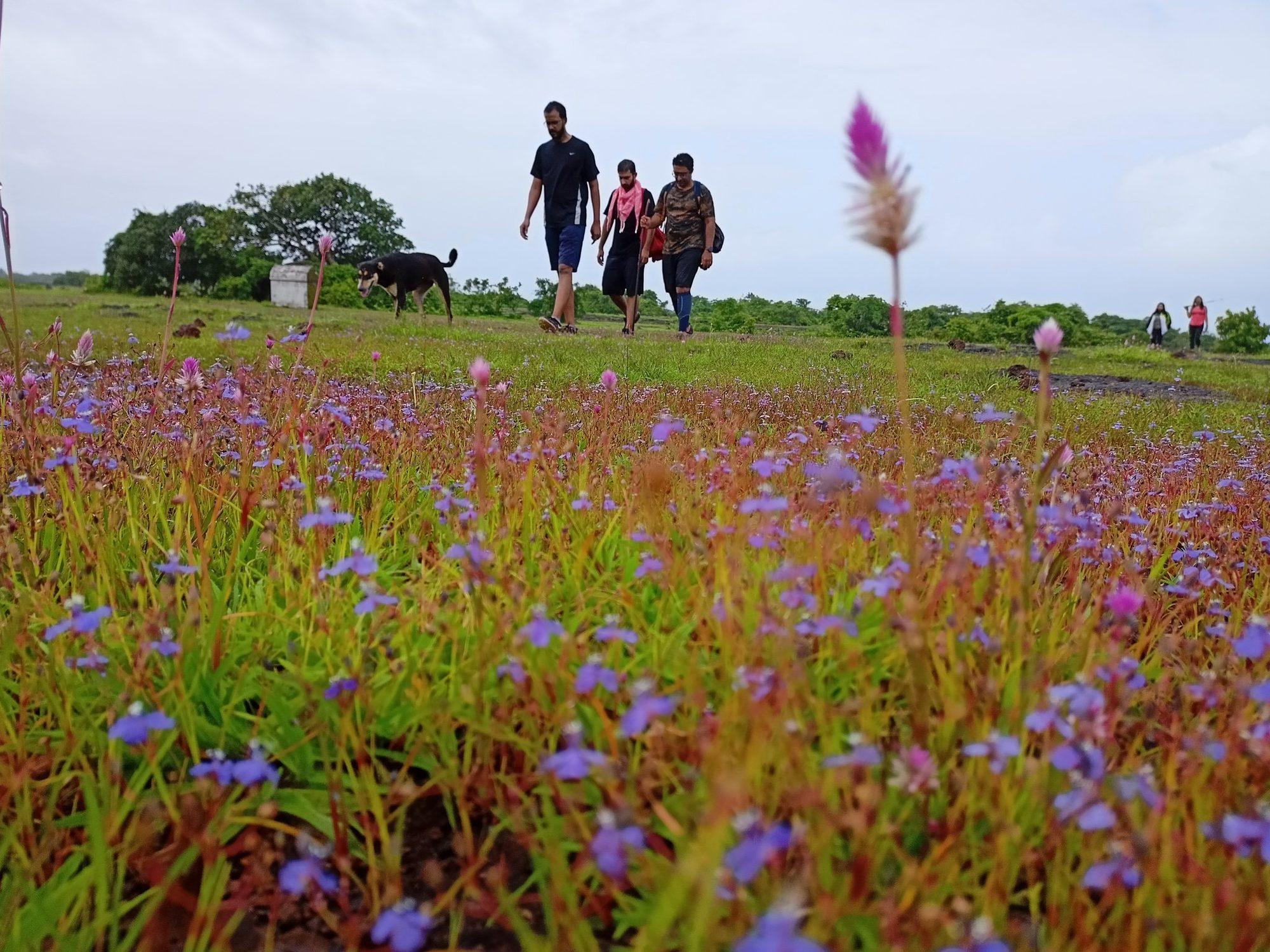 Sea Side Plateau Morning Hike