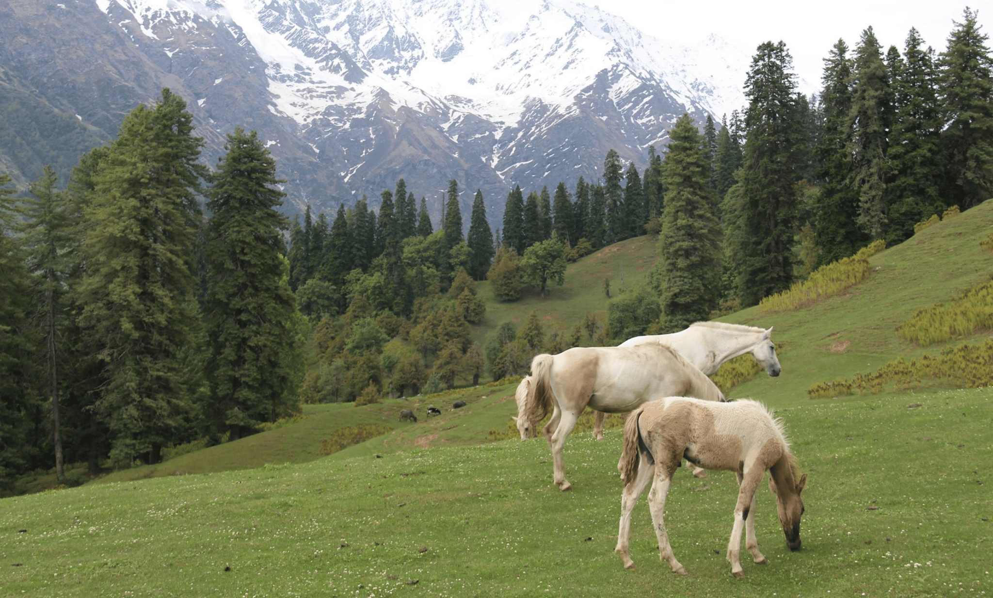 Day Hike to Bhandak (Guided)