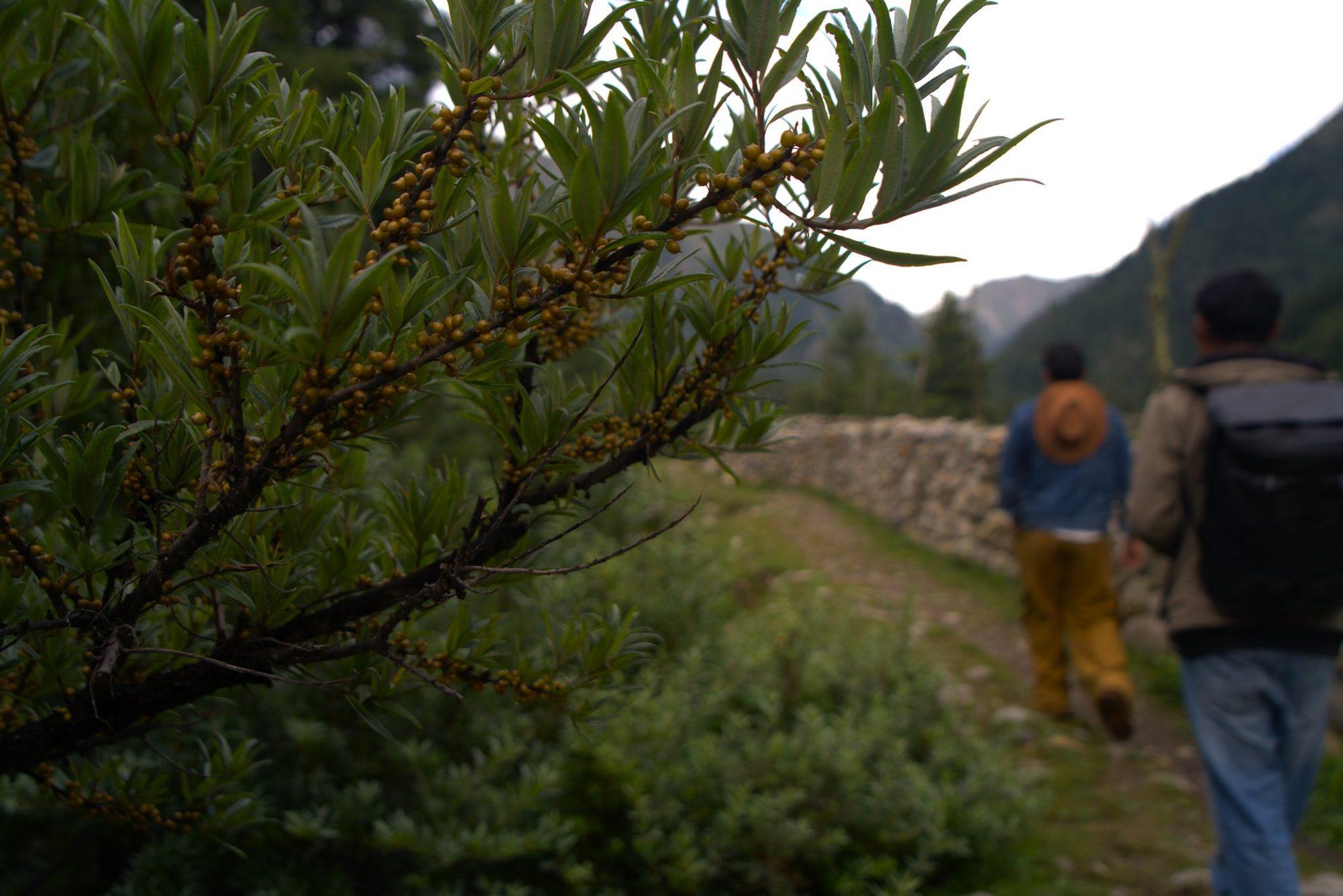 Seabuckthorn Trail & Tasting
