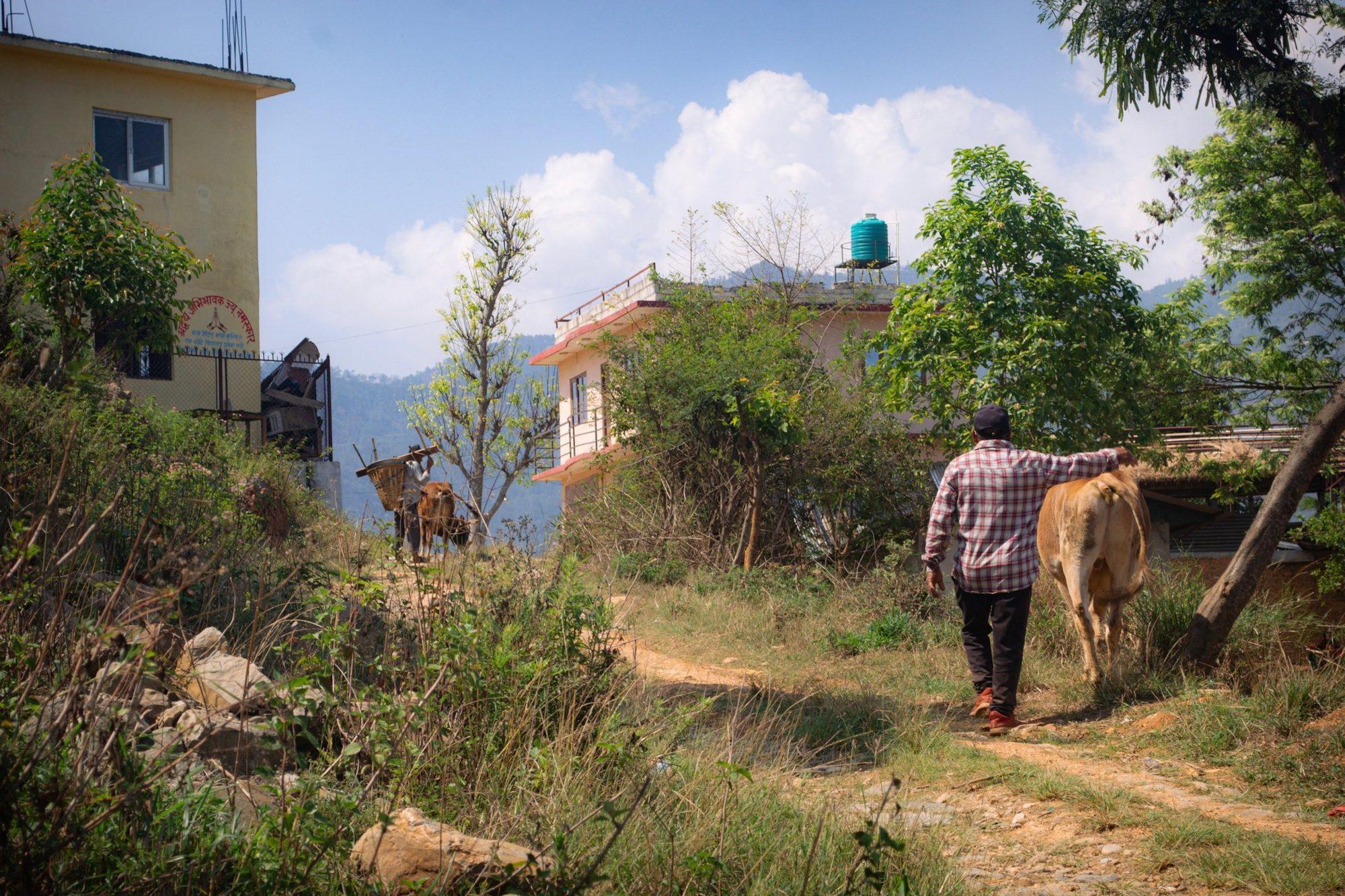 A villager walking his cow down the lane