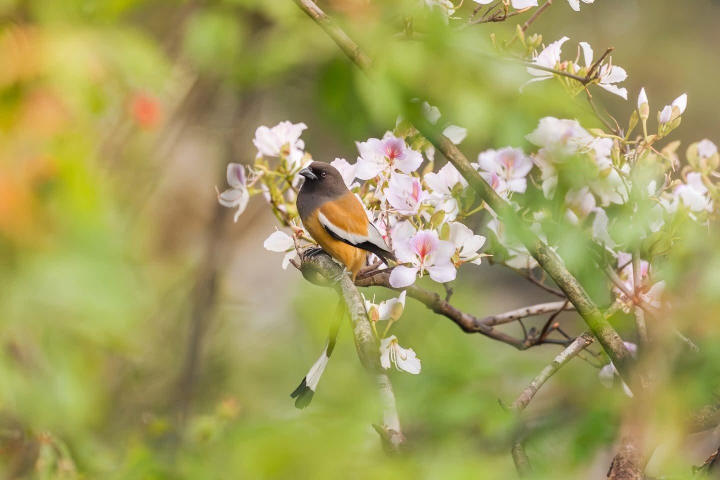 Birding in historic forest trails (guided)