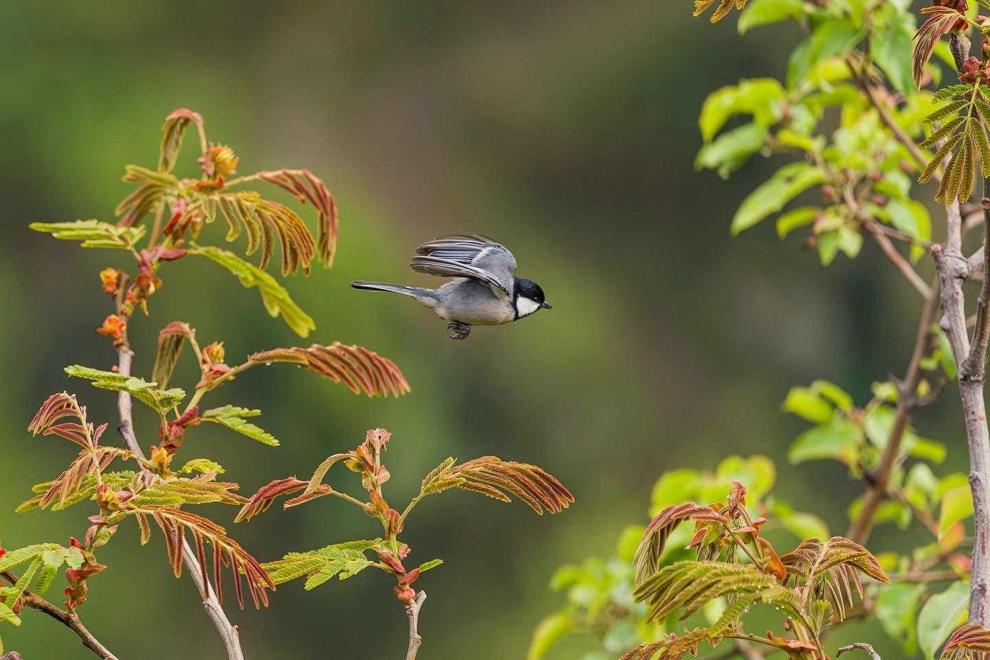Birding in historic forest trails (guided)