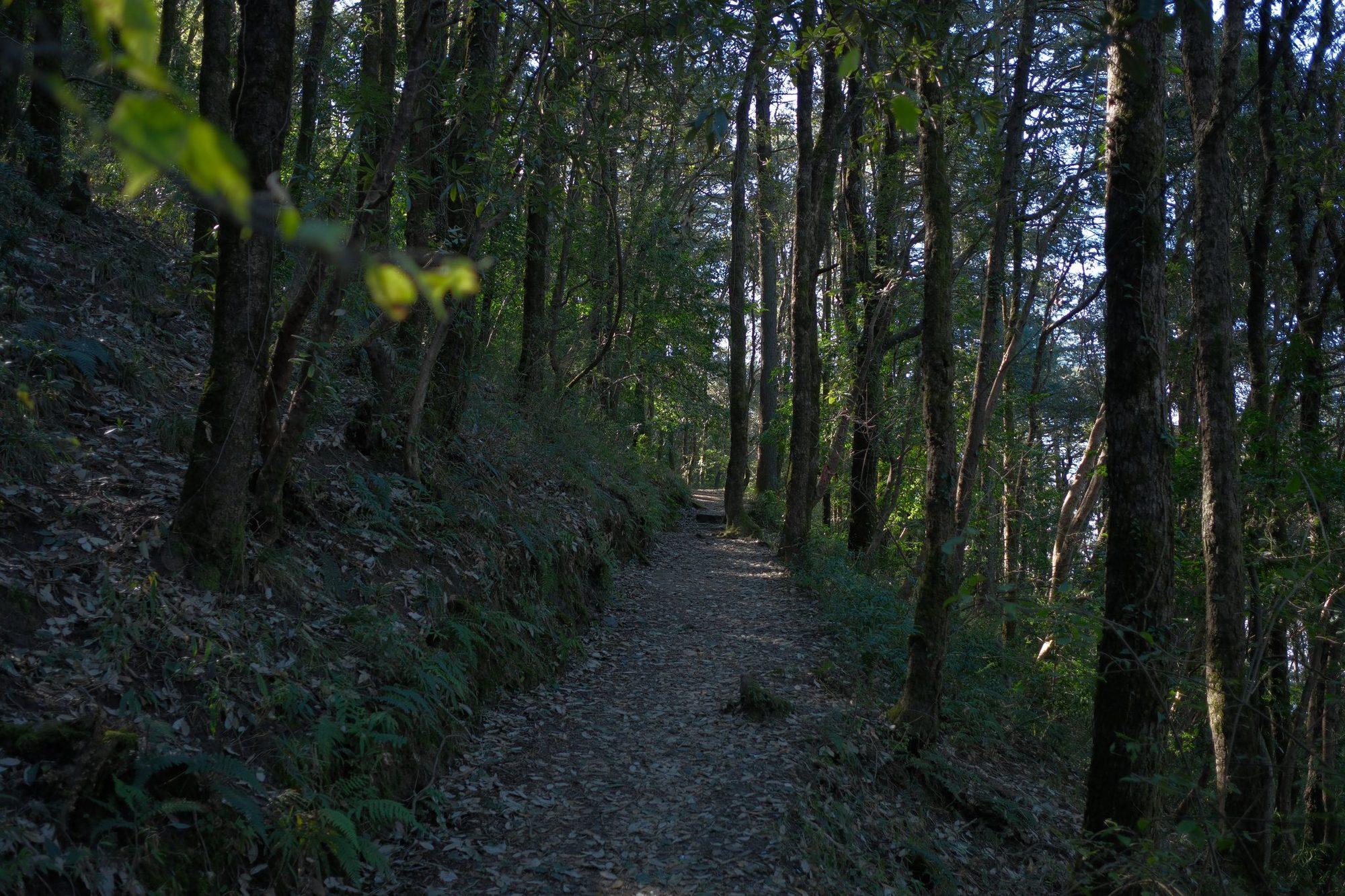 Hike through fragrant & shaded forest trail of Tara Devi
