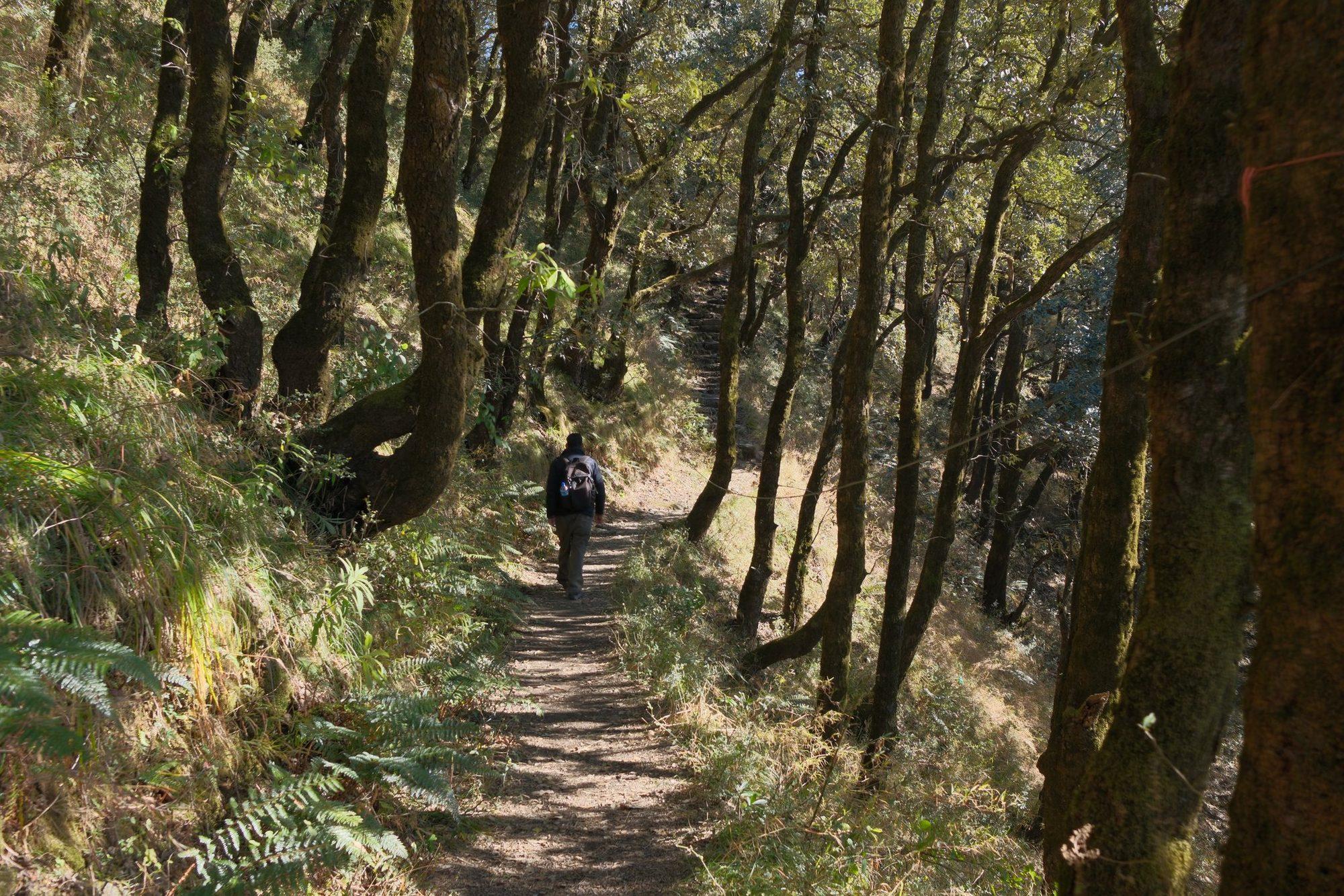 Hike through fragrant & shaded forest trail of Tara Devi