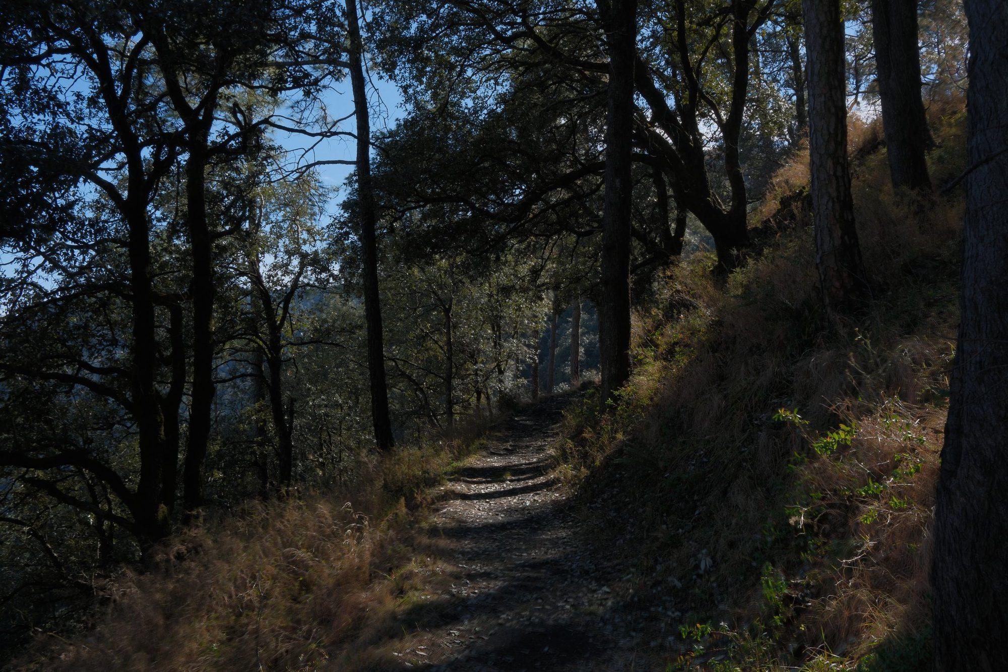 The trail through dry grass and oaks with the sun behind