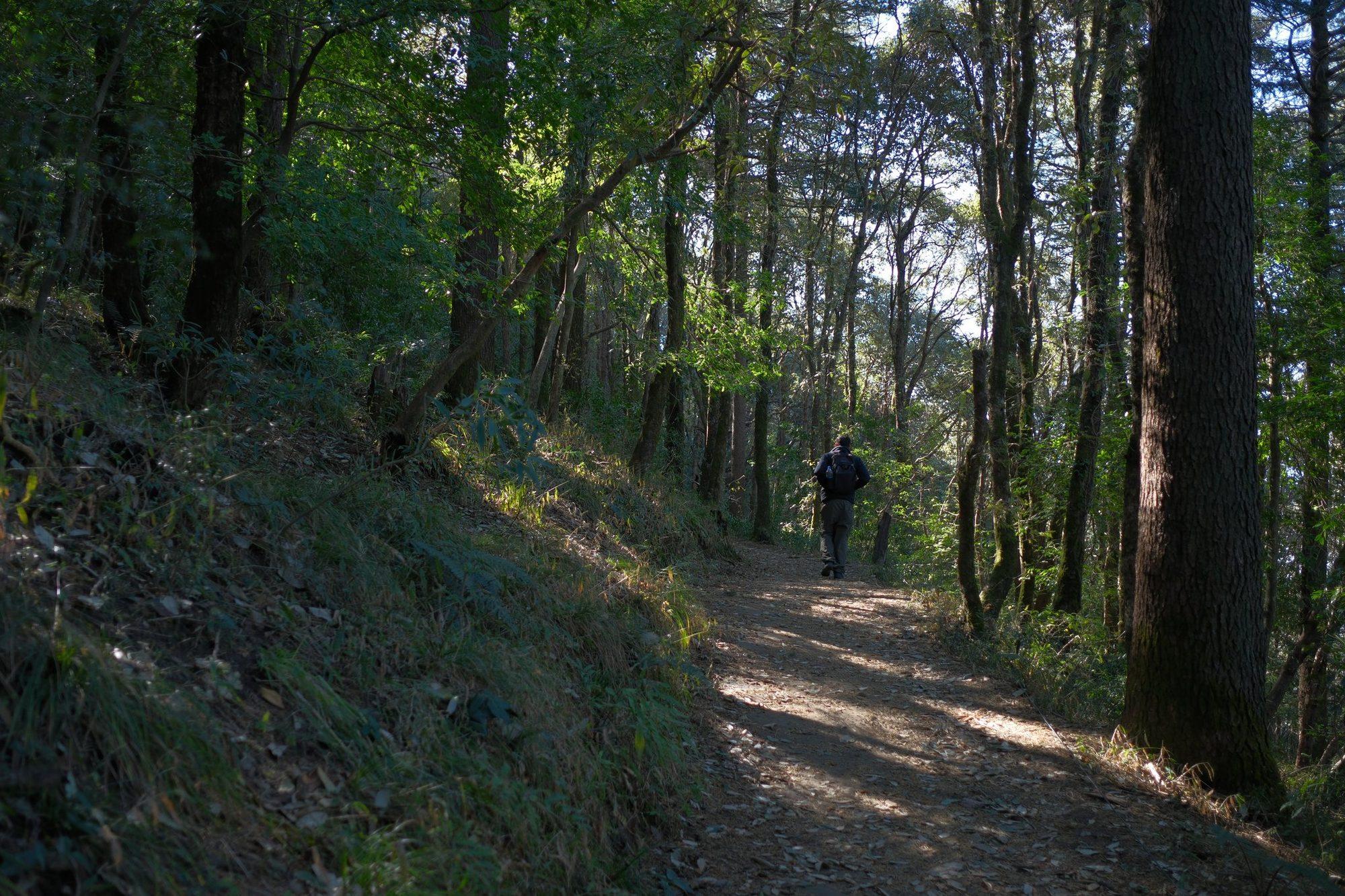 A hiker walking a sunlit stretch of trail among the pines