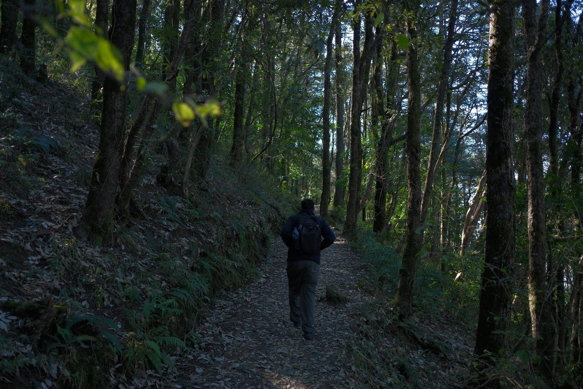 Hike through fragrant & shaded forest trail of Tara Devi