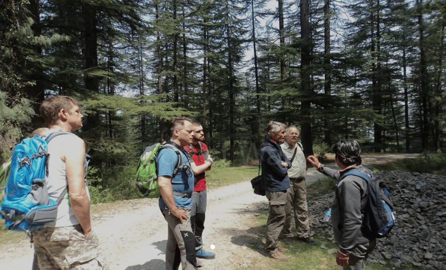 Forest Walk in Shimla