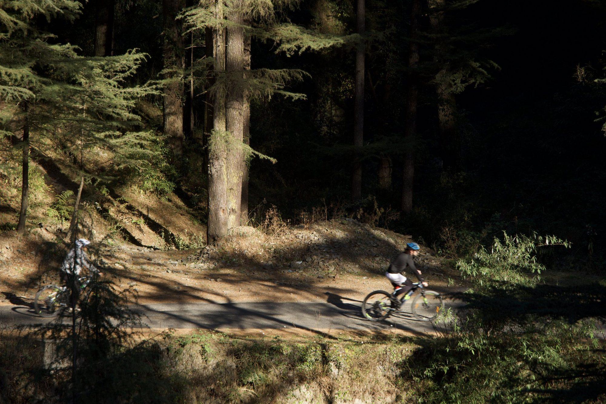 A rider on a dappled forest track beneath big deodars