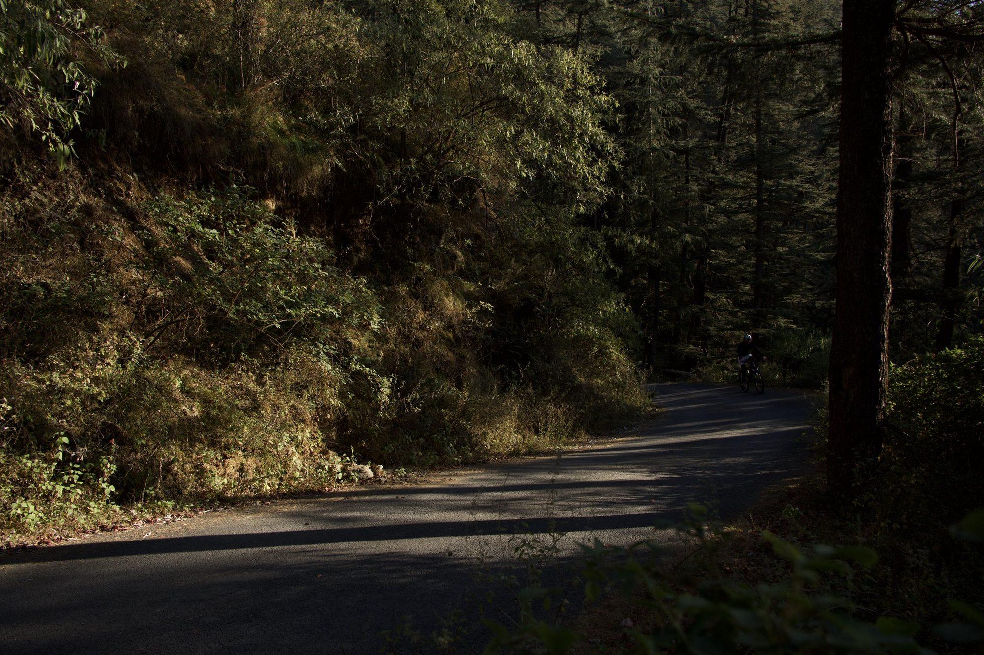 The empty road curving away through deodar forest