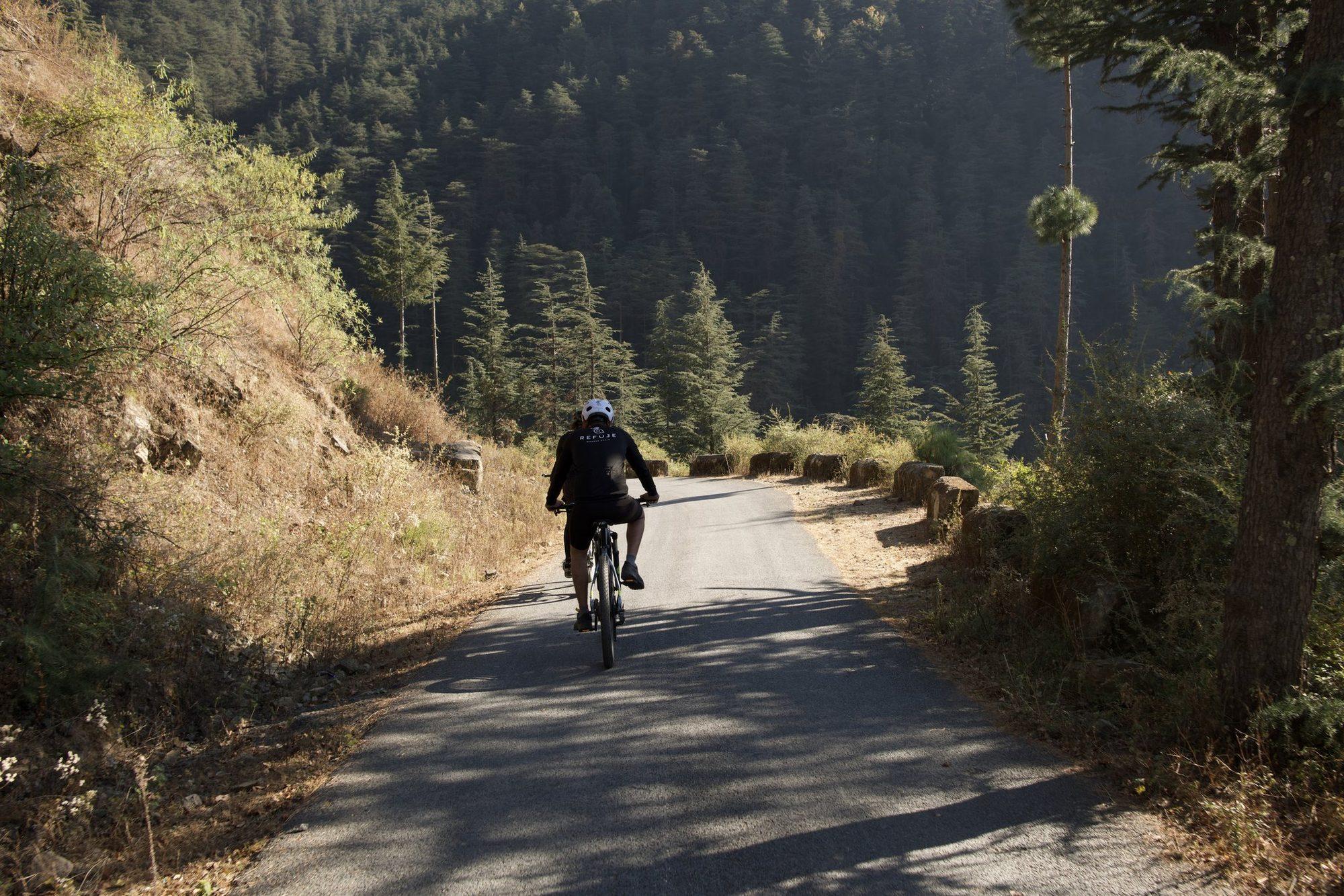 A rider alone on the road through the pines