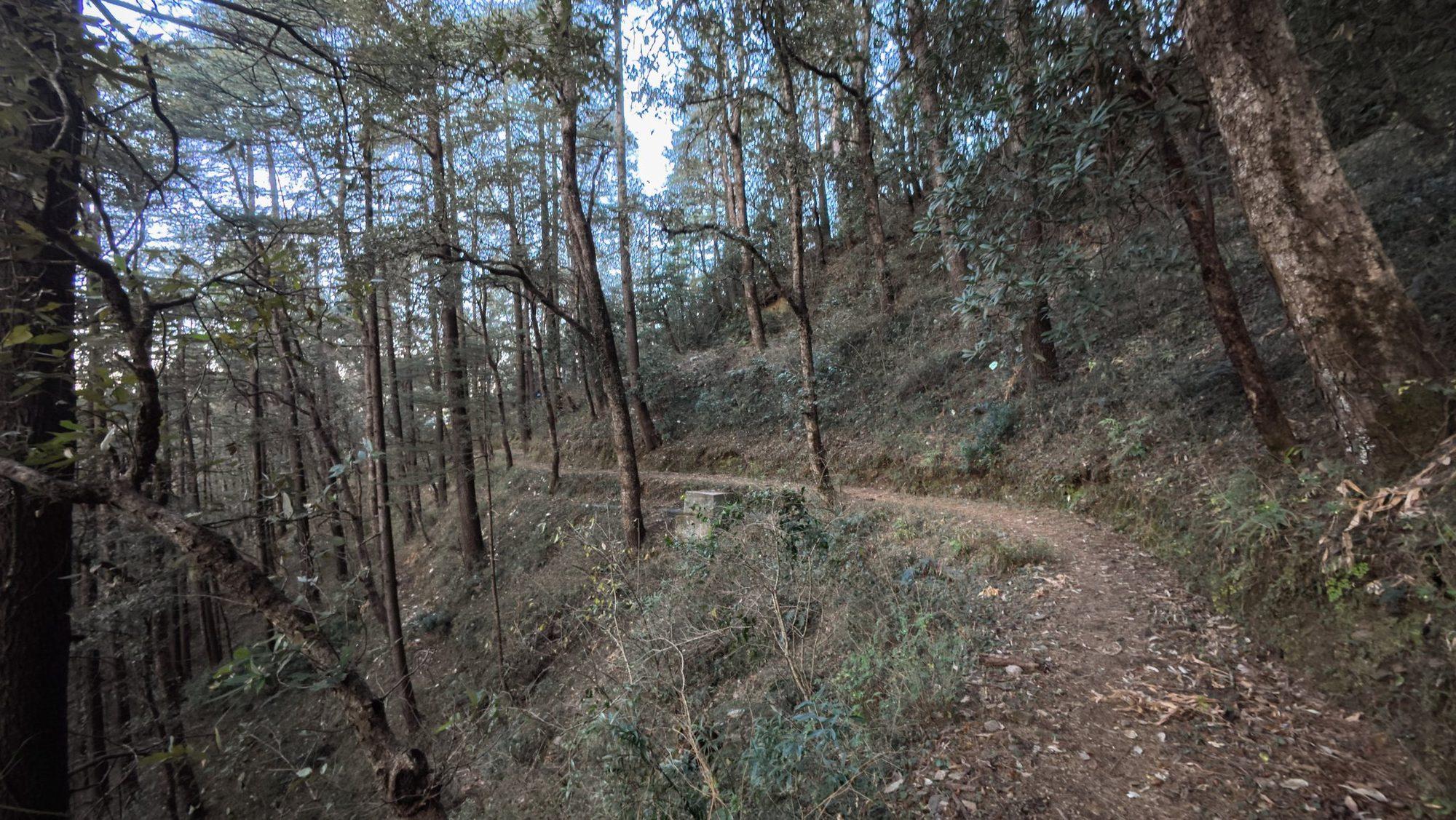 The trail winding through the dry deodar slope