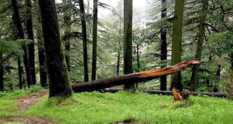 A fallen trunk across a mossy clearing in the mist