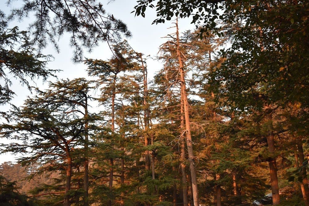 Deodars catching the last warm light of the day