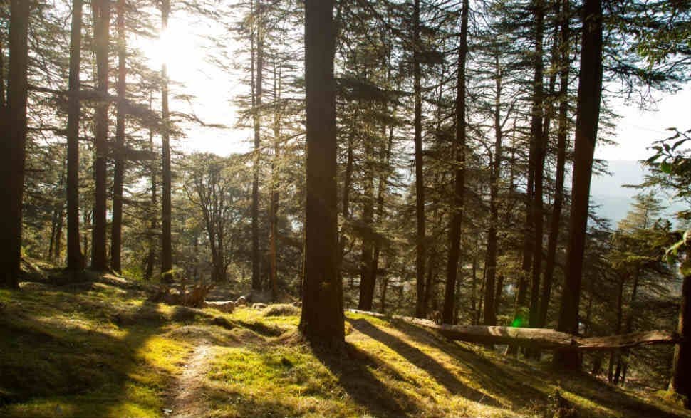 Glen Forest Walk and a Haunted Tunnel