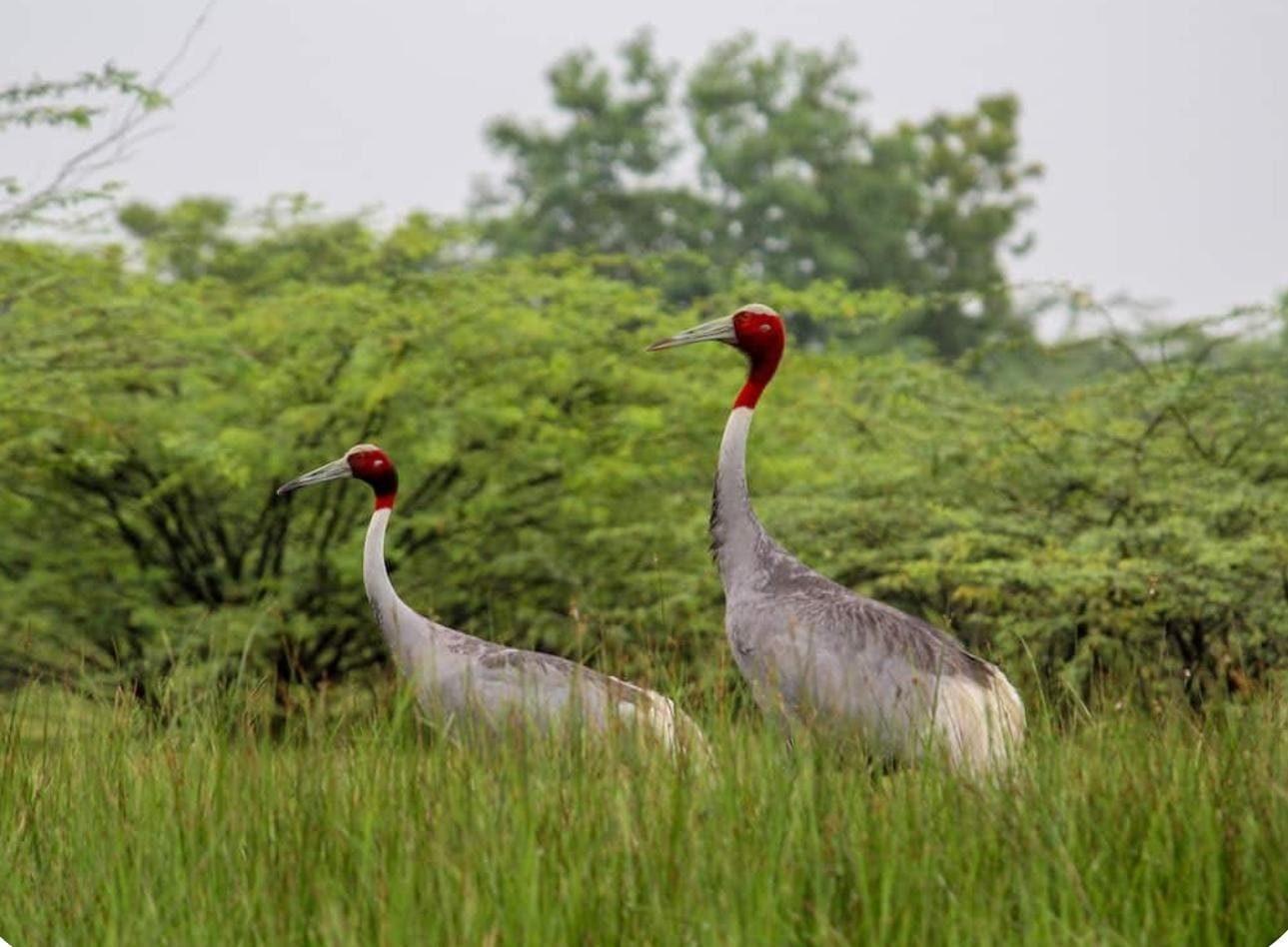 Exploring Wildlife in the forest of an ancient fortress