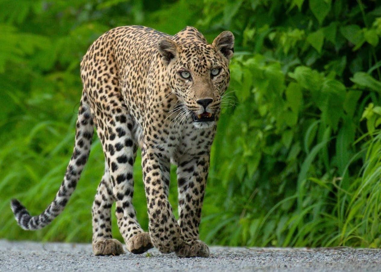 Exploring Wildlife in the forest of an ancient fortress