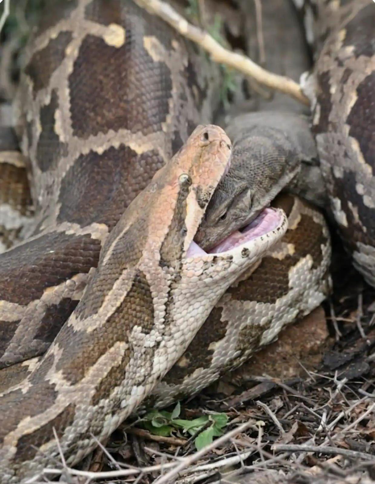A python coiled around a monitor lizard on the forest floor