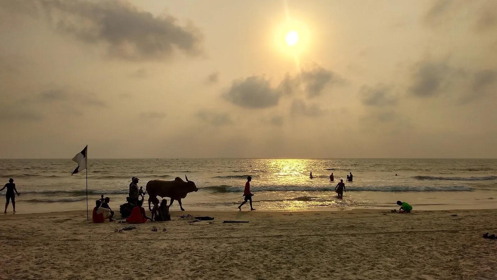 Sunset on a Salcete beach in South Goa with swimmers, families and a cow silhouetted beside the water