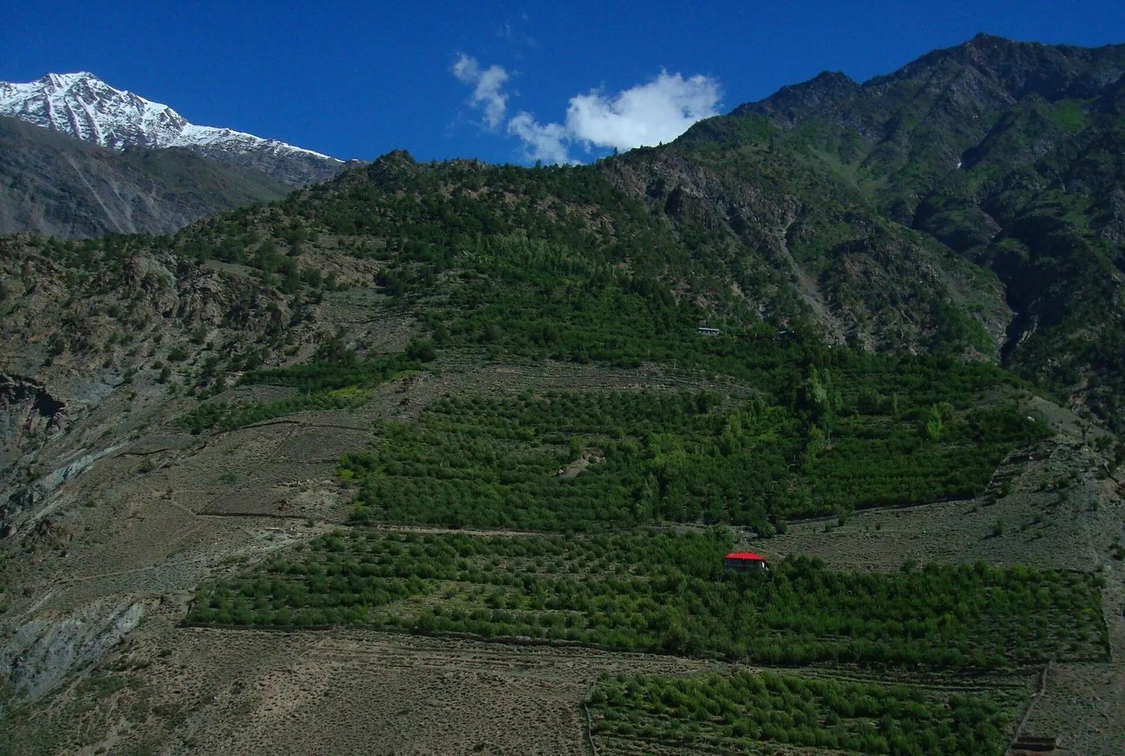 Terraced apple orchards climbing a mountainside in Kinnaur district with snow-capped peaks above