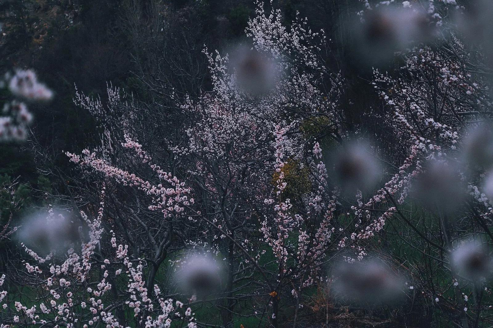 Apricot trees in bloom on a Kinnaur hillside, Himachal Pradesh, pale pink-white blossoms with dark forest backdrop