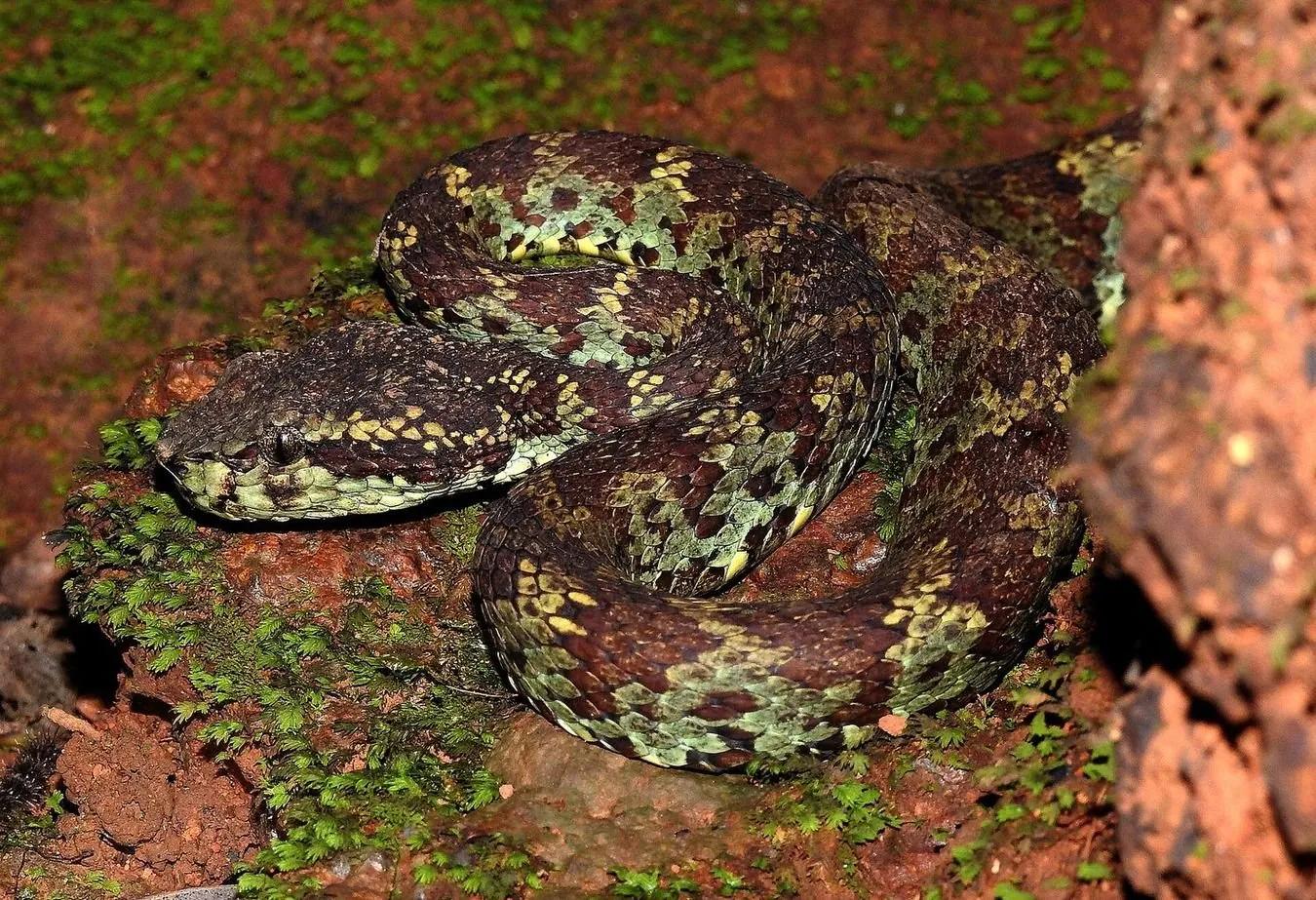 A Malabar pit viper with brown and green mottled scales coiled on a mossy rock, triangular head resting on its coils