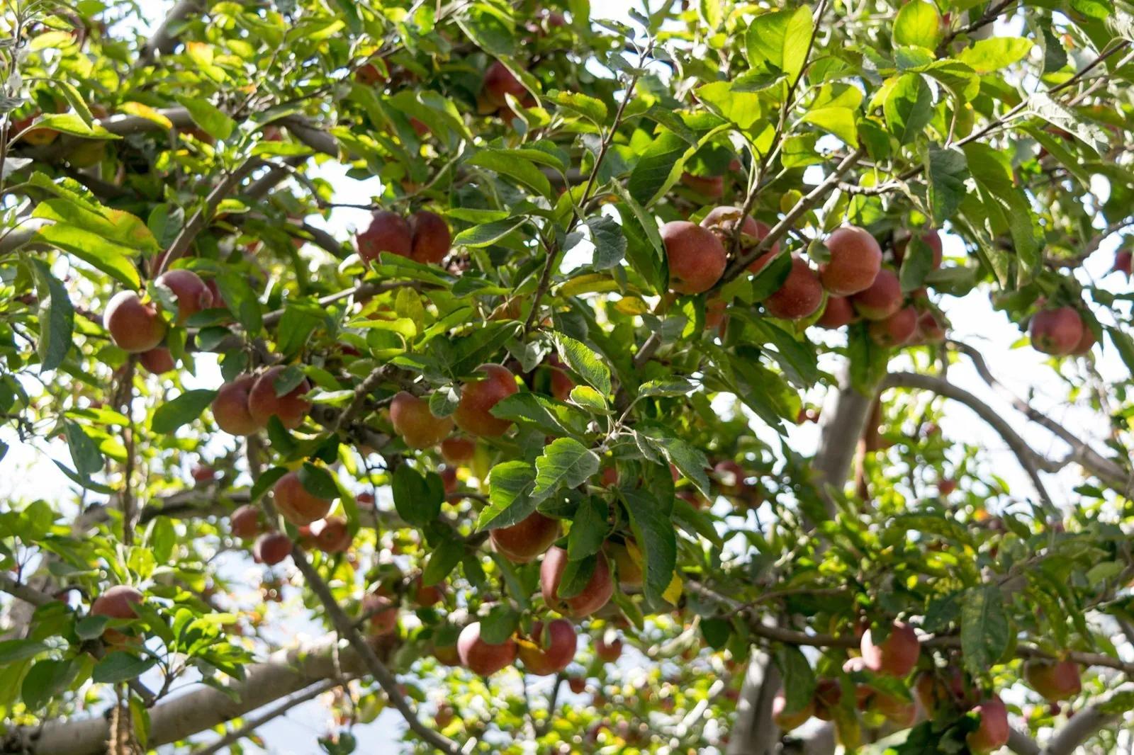 Apple orchard in Kotgarh, Shimla district, where Samuel Stokes planted India's first commercial apple trees in 1916