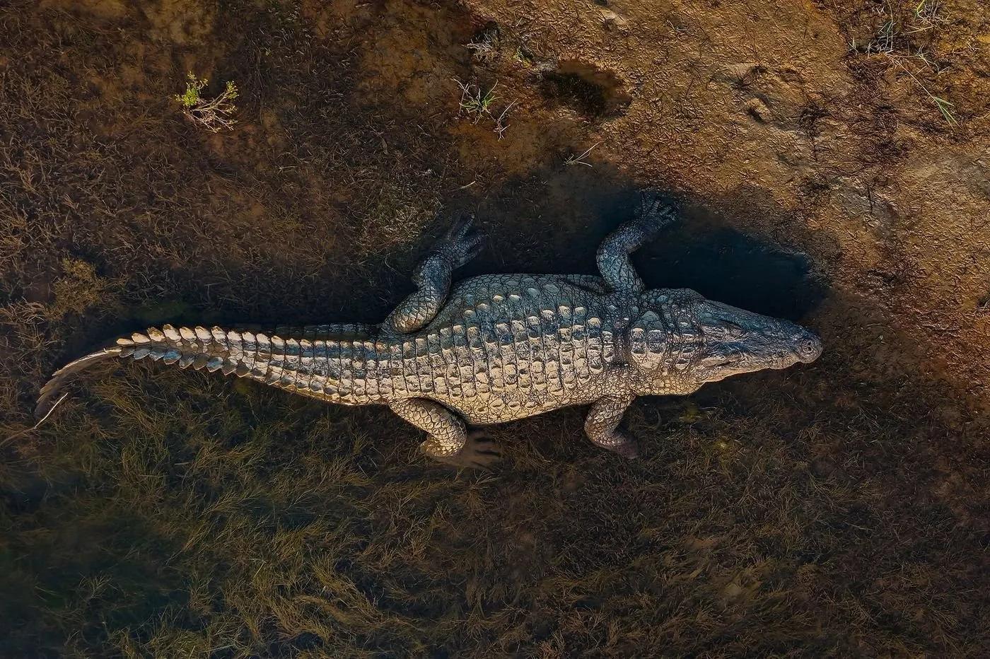 A mugger crocodile basking on a muddy bank at the water's edge, broad snout and armoured back visible from above
