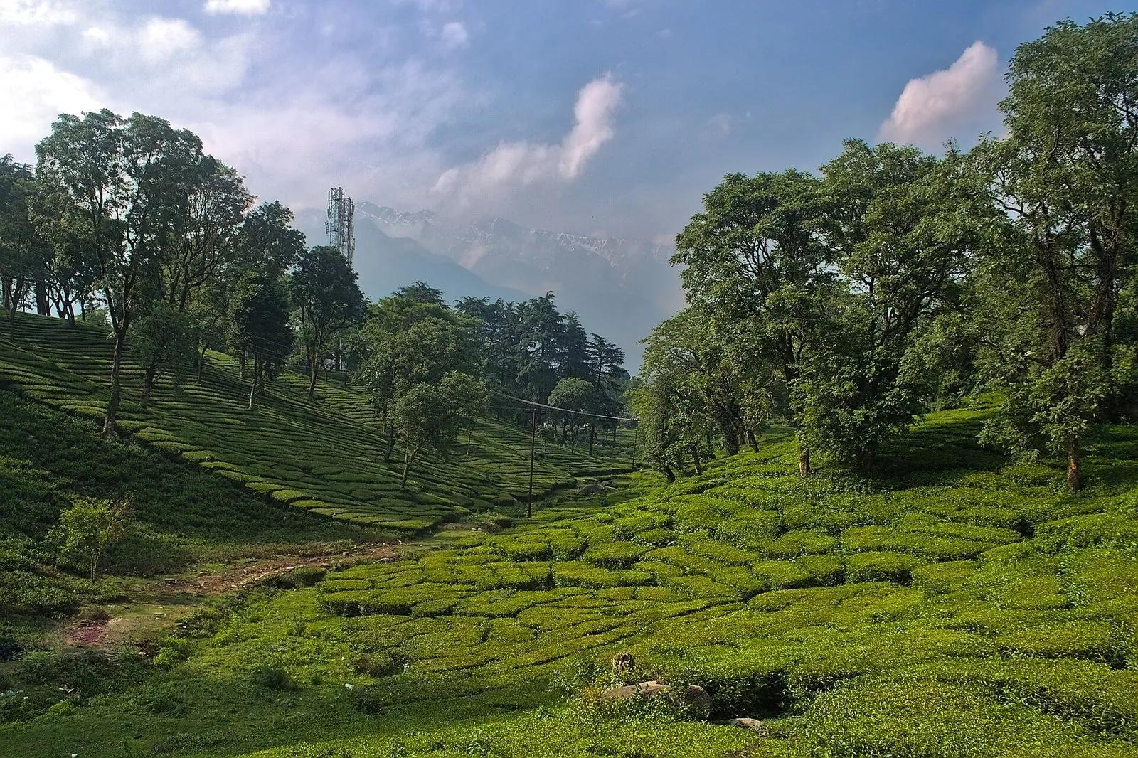 Palampur tea plantation in Himachal Pradesh - terraced rows of tea bushes between shade trees with the Dhauladhar range faint in the morning haze behind